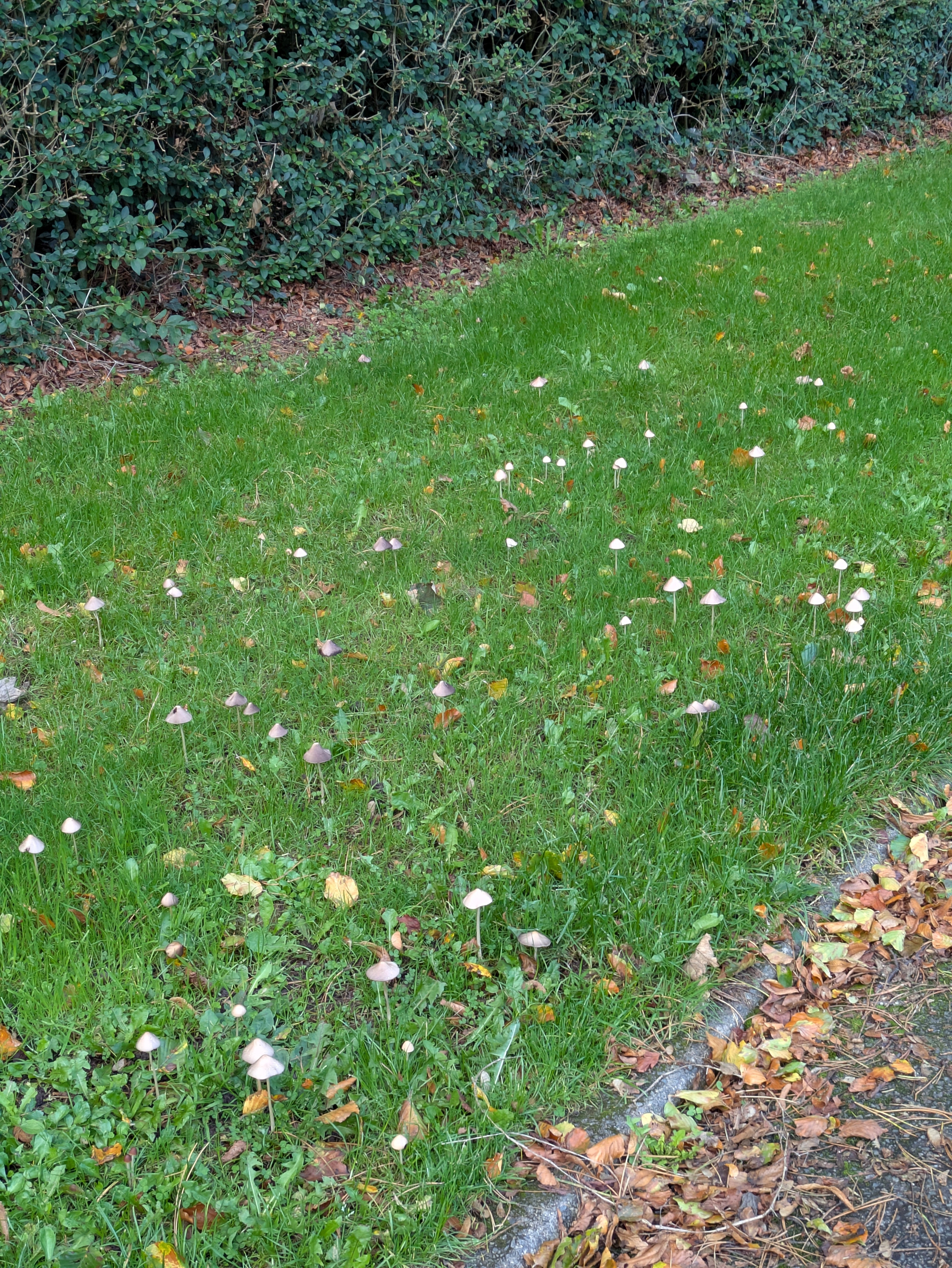 A grassy area is scattered with numerous small mushrooms near fallen leaves and bordered by a hedge.