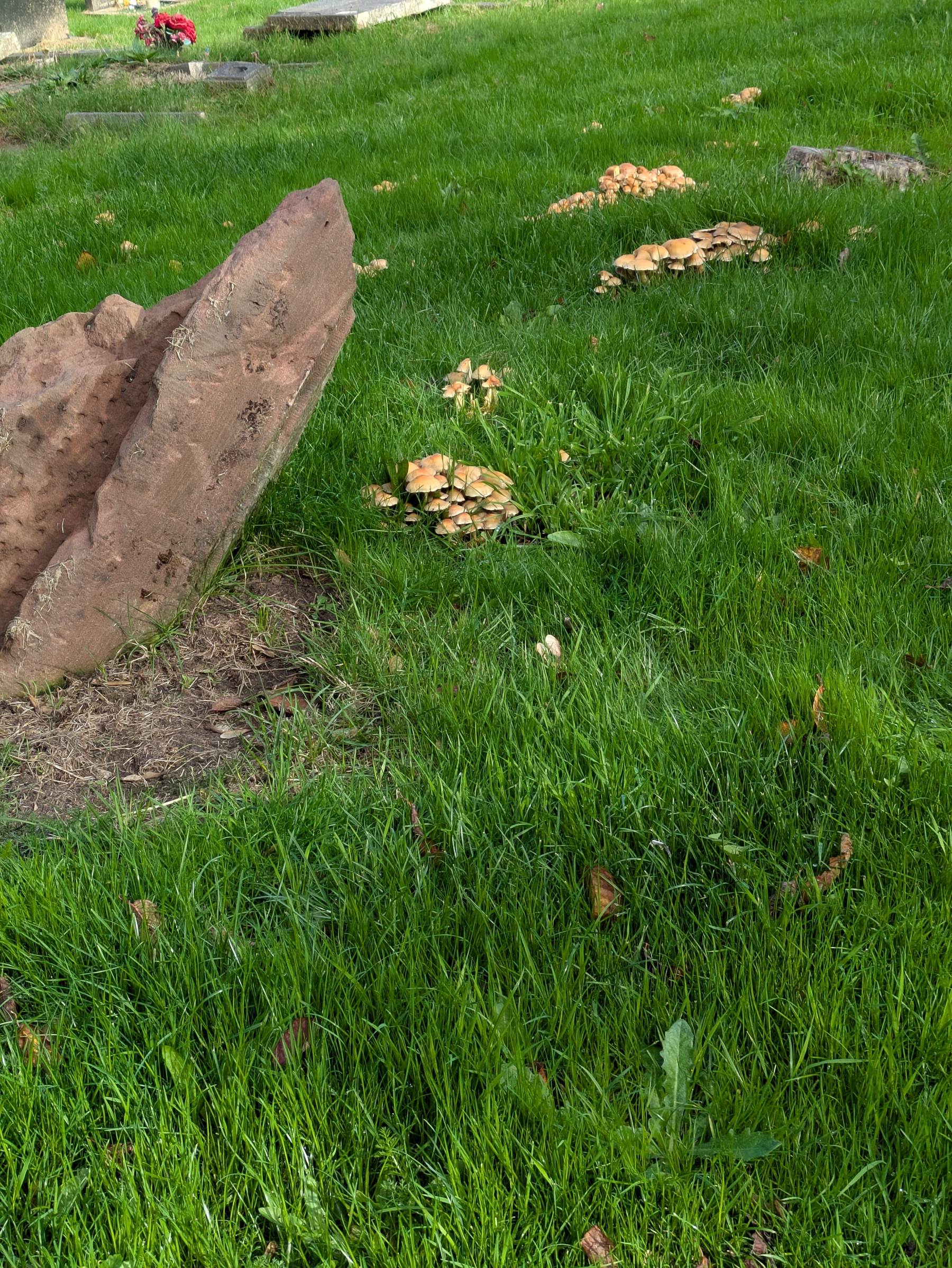 Clusters of small mushrooms are growing in a grassy area near a large, upright rock and some flat stones.