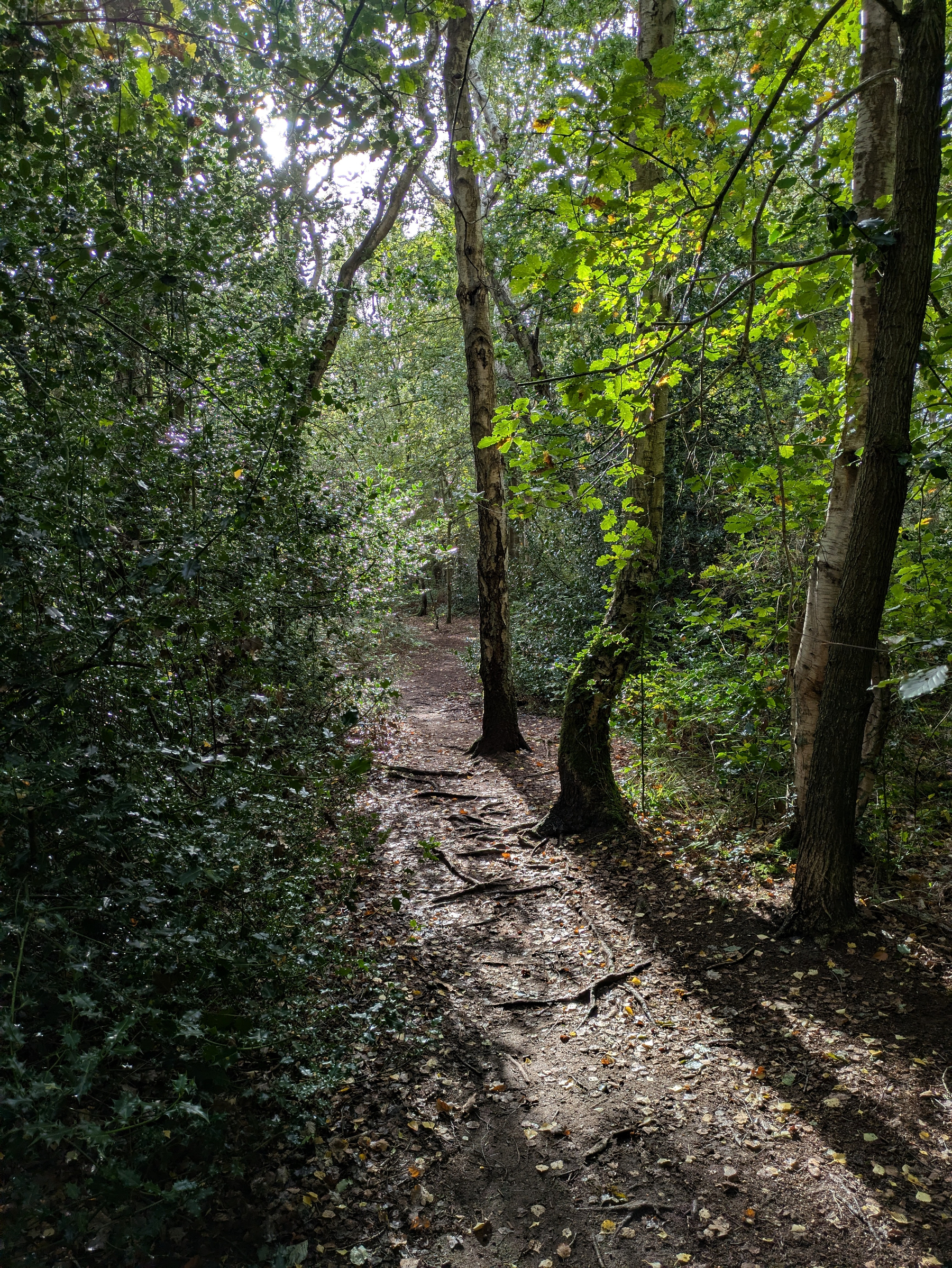 A sunlit forest path winds through dense trees and leafy undergrowth with scattered roots and fallen leaves on the ground.
