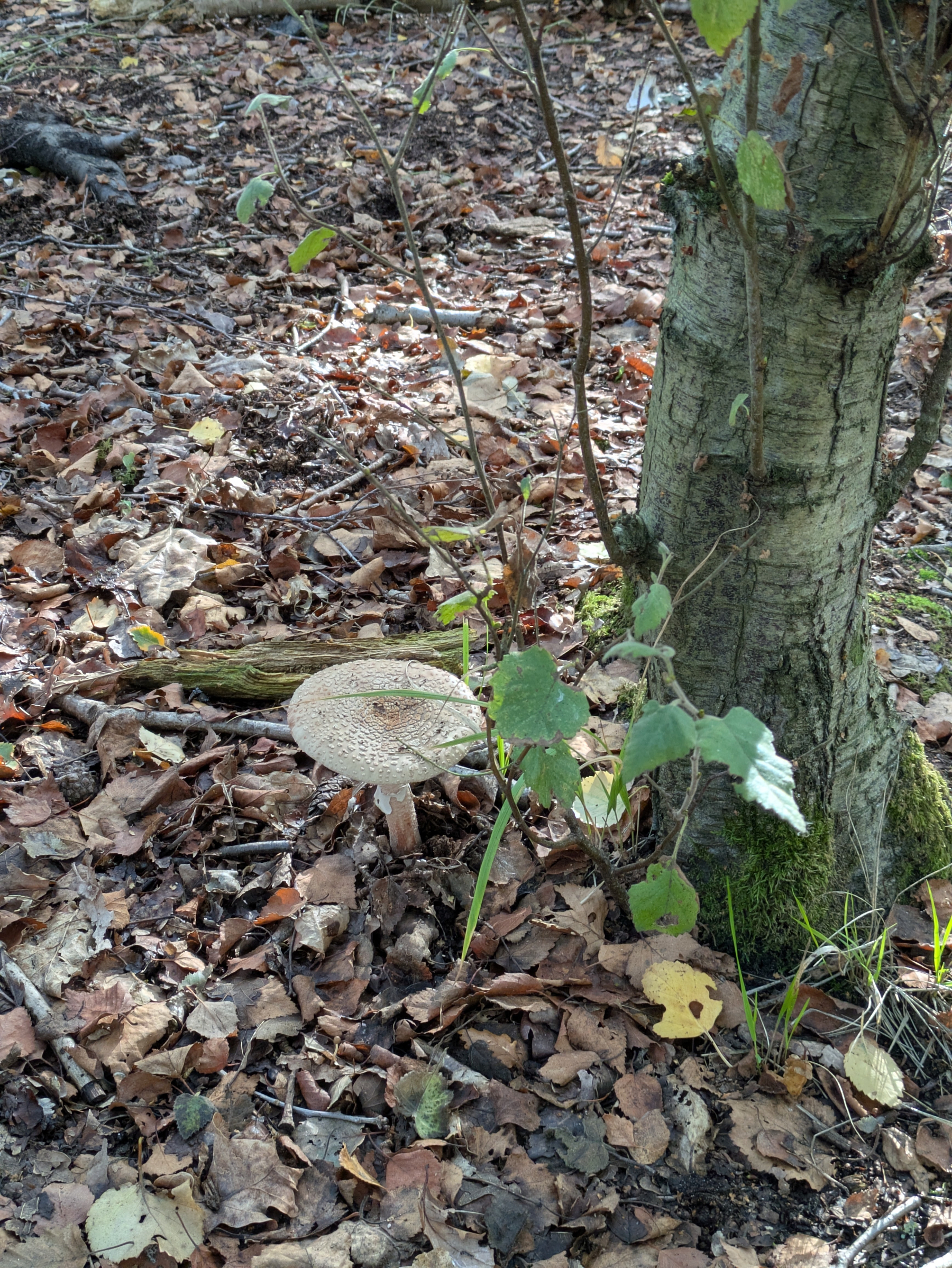 A large mushroom is growing on the forest floor next to a tree trunk surrounded by fallen leaves and small plants.