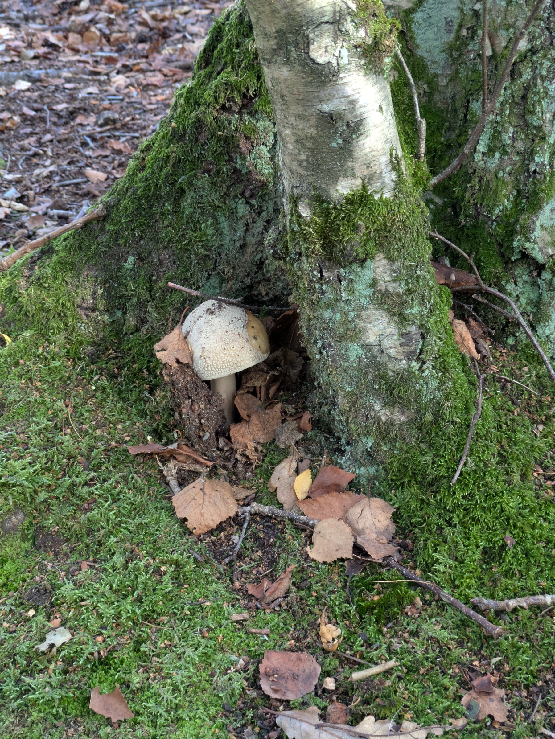 A single mushroom is growing at the base of a moss-covered tree trunk surrounded by fallen leaves and twigs.
