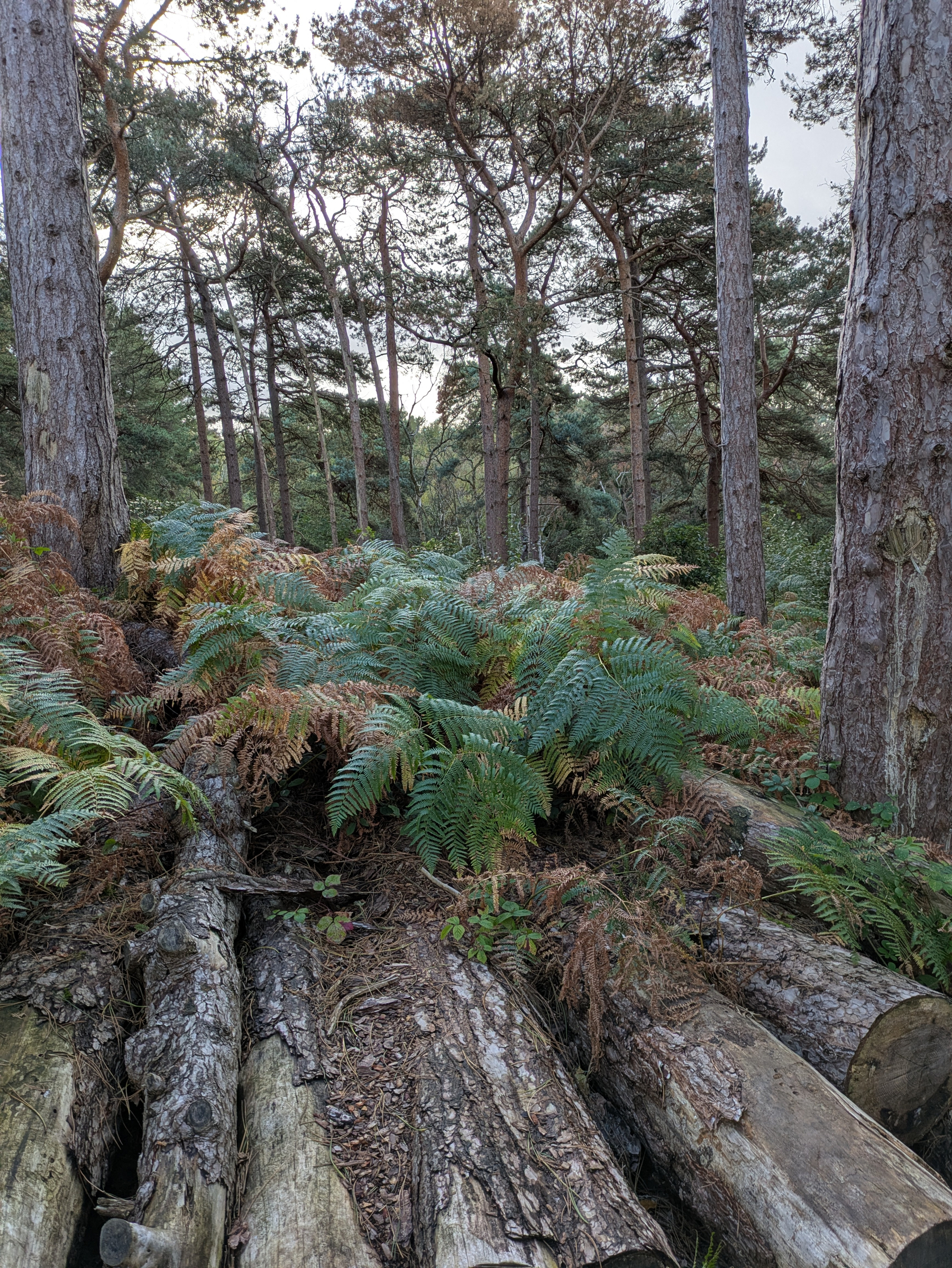 A dense cluster of ferns is growing over a pile of large, cut tree trunks in a forest setting.