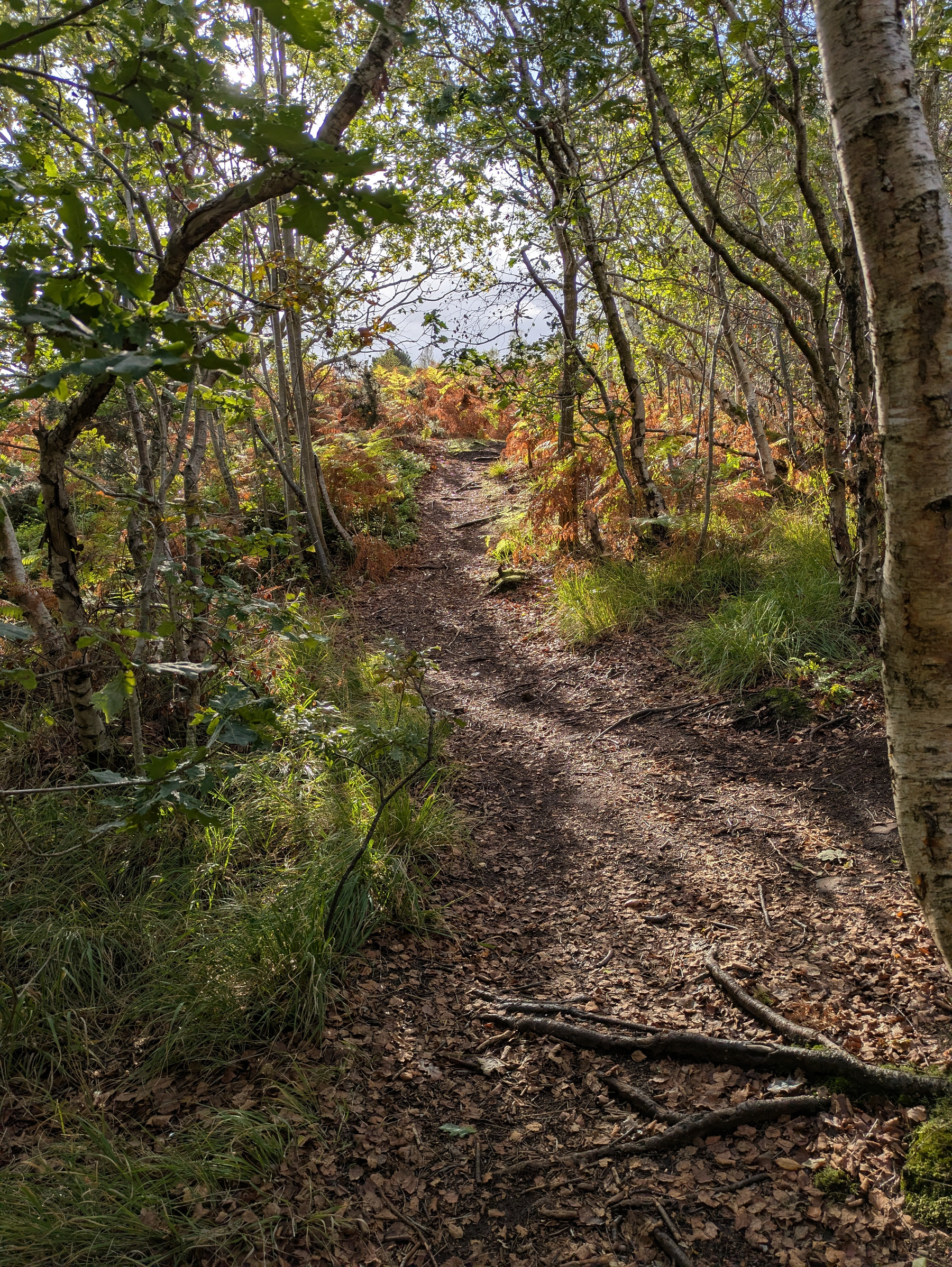 A sunlit forest trail winds uphill through trees and ferns with scattered dry leaves and branches on the ground.