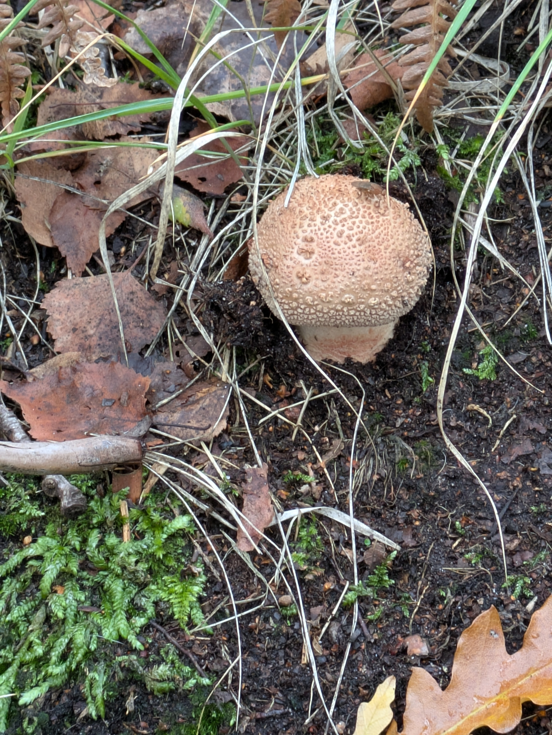 A round, textured mushroom is growing among dry leaves, grass, and moss on the forest floor.