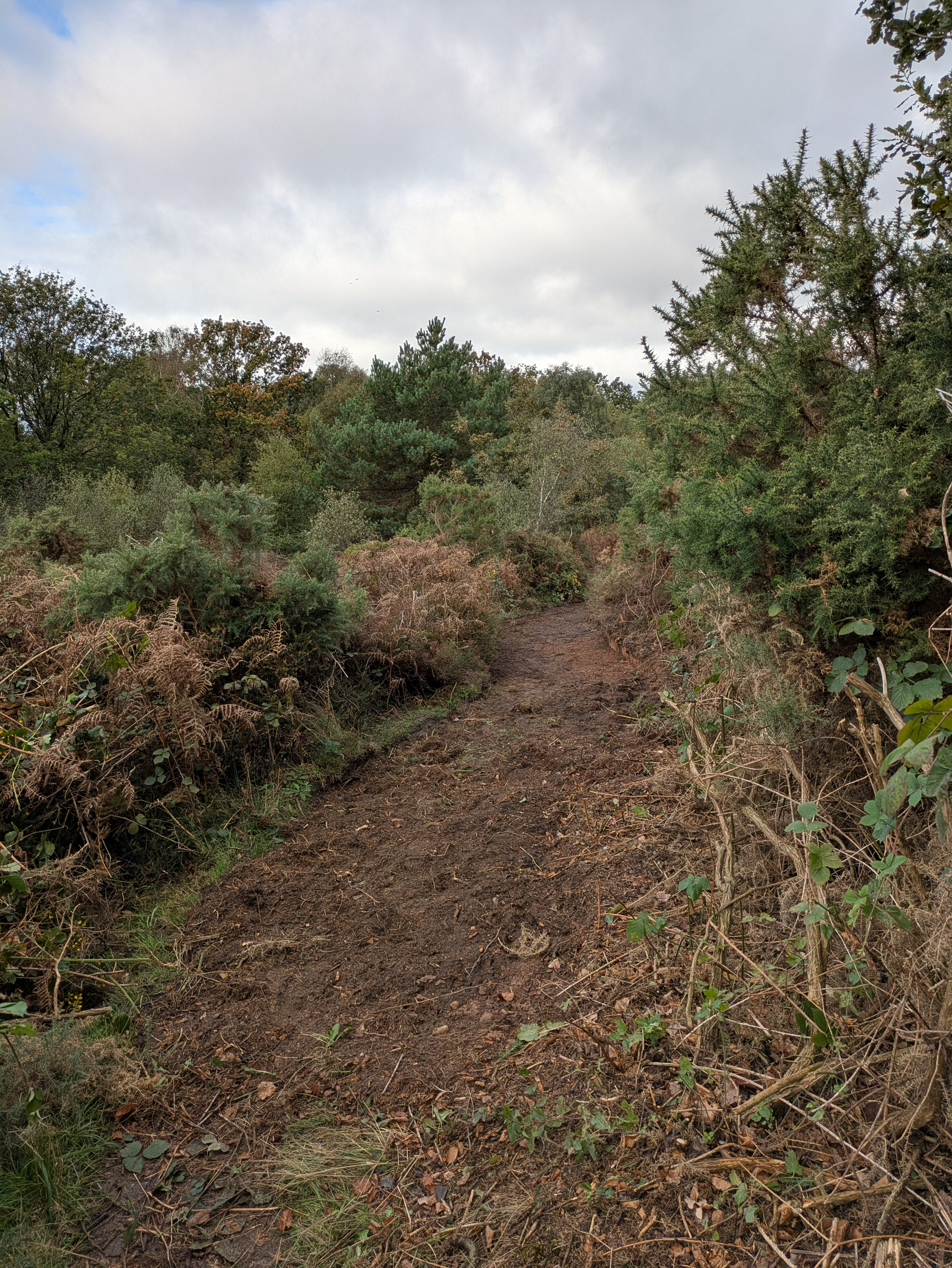 A dirt pathway winds through dense vegetation and shrubs under a cloudy sky.