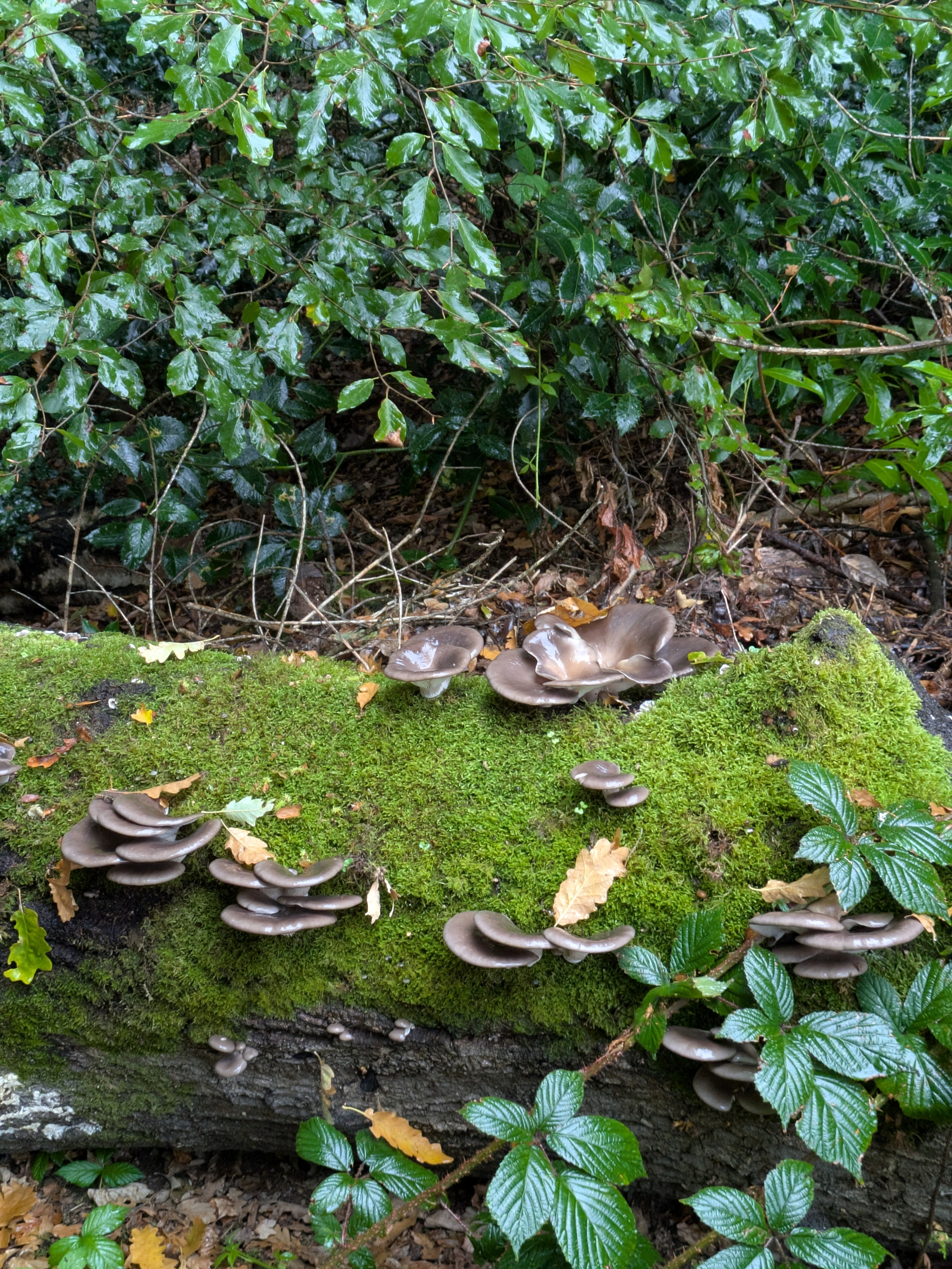 A moss-covered log in a forest has clusters of brown mushrooms growing on its surface, surrounded by green leaves and fallen autumn leaves.