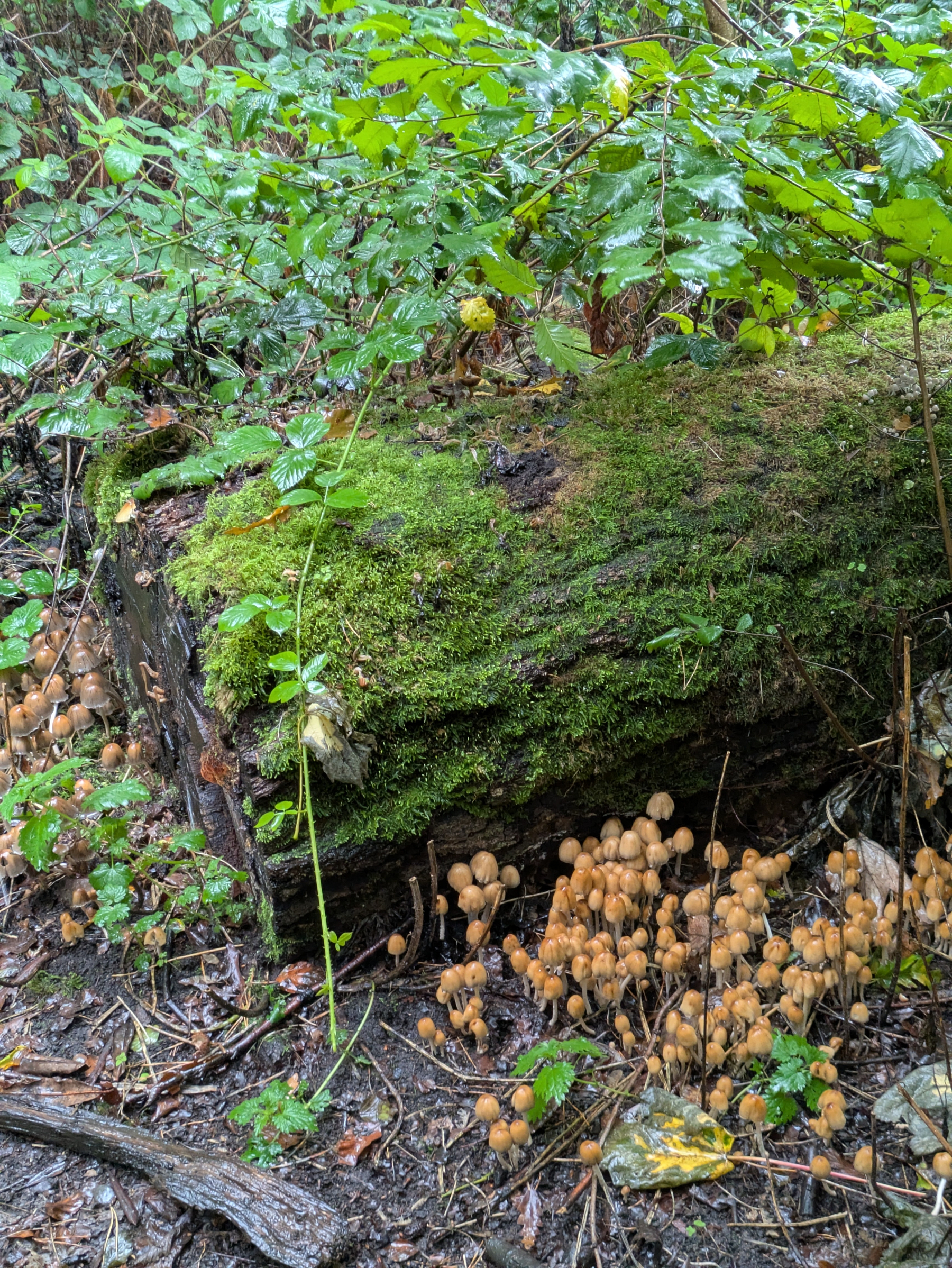 A moss-covered fallen log is surrounded by clusters of small brown mushrooms and green leafy plants in a damp forest setting.