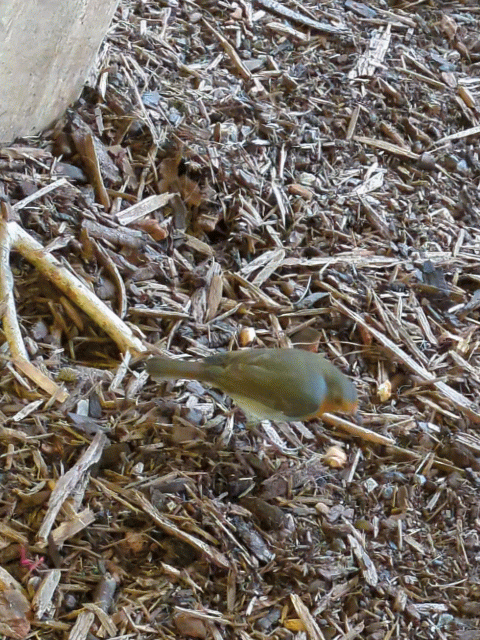A small bird with a red breast is hopping and pecking at the ground covered with dry leaves and twigs.