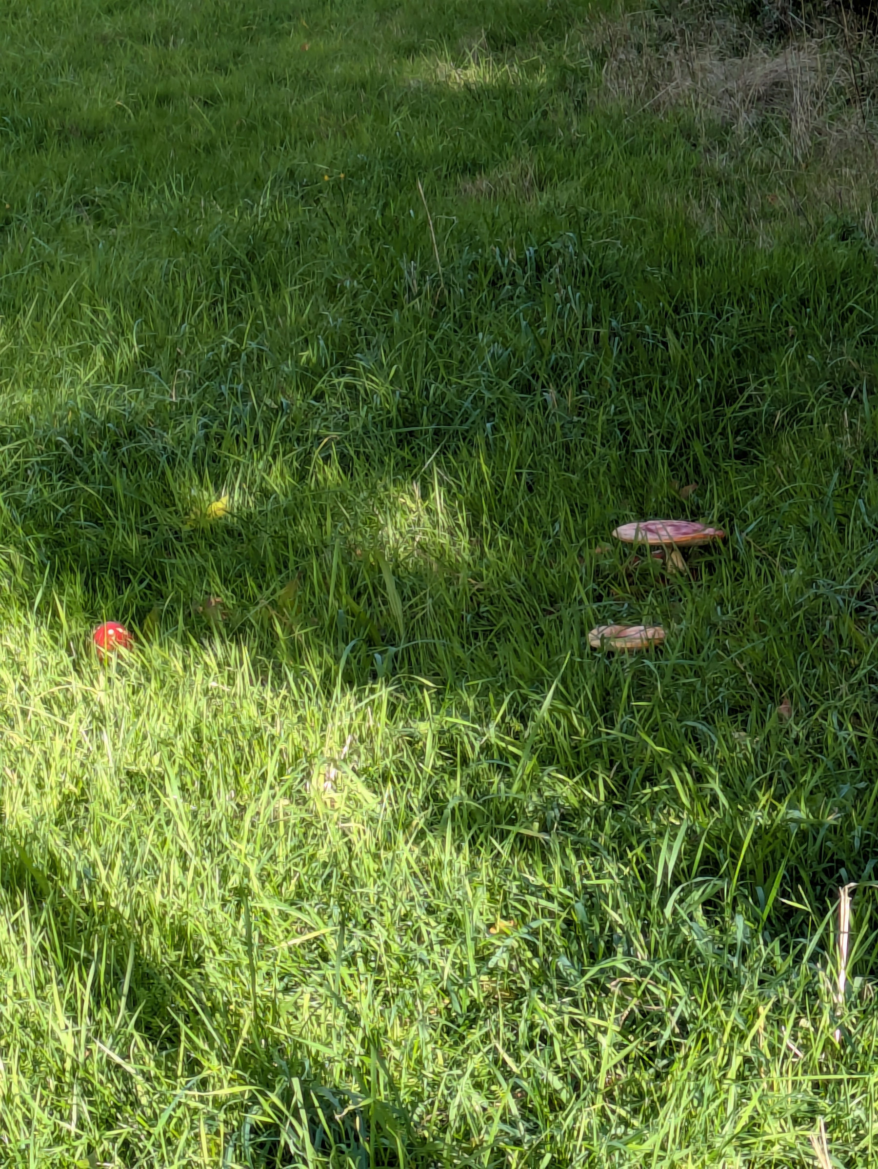 A patch of green grass with three mushrooms, two of which have red and white caps, and some sunlight casting shadows.