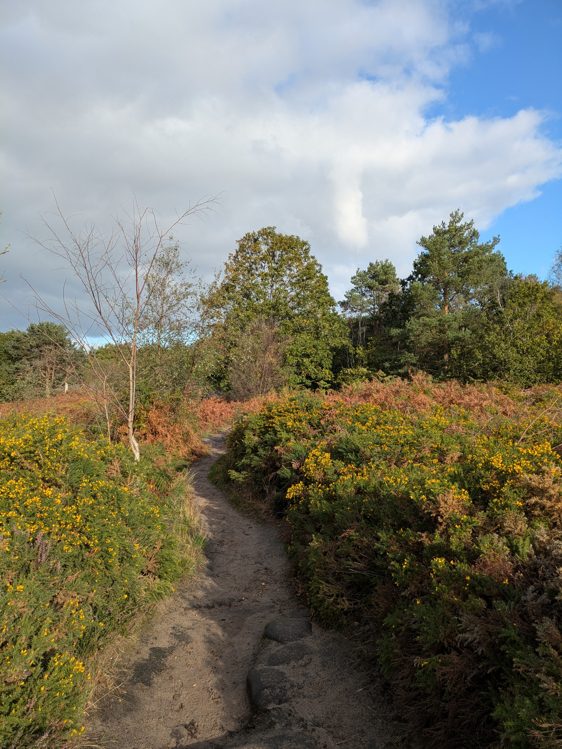 A narrow dirt path winds through lush green and yellow shrubbery under a partly cloudy sky in a natural wooded area.