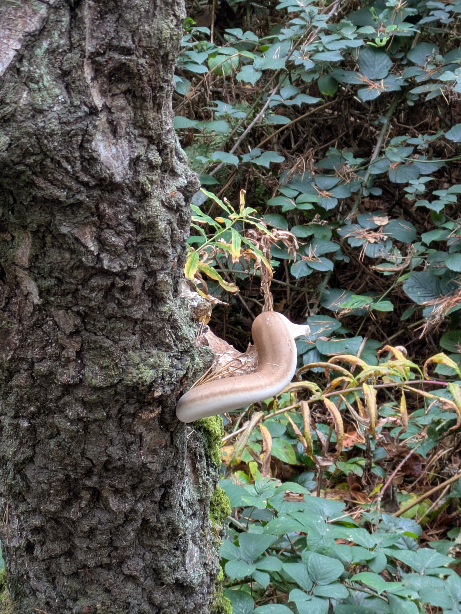 A large bracket fungus on the rough bark of a tree surrounded by green and yellowing foliage.