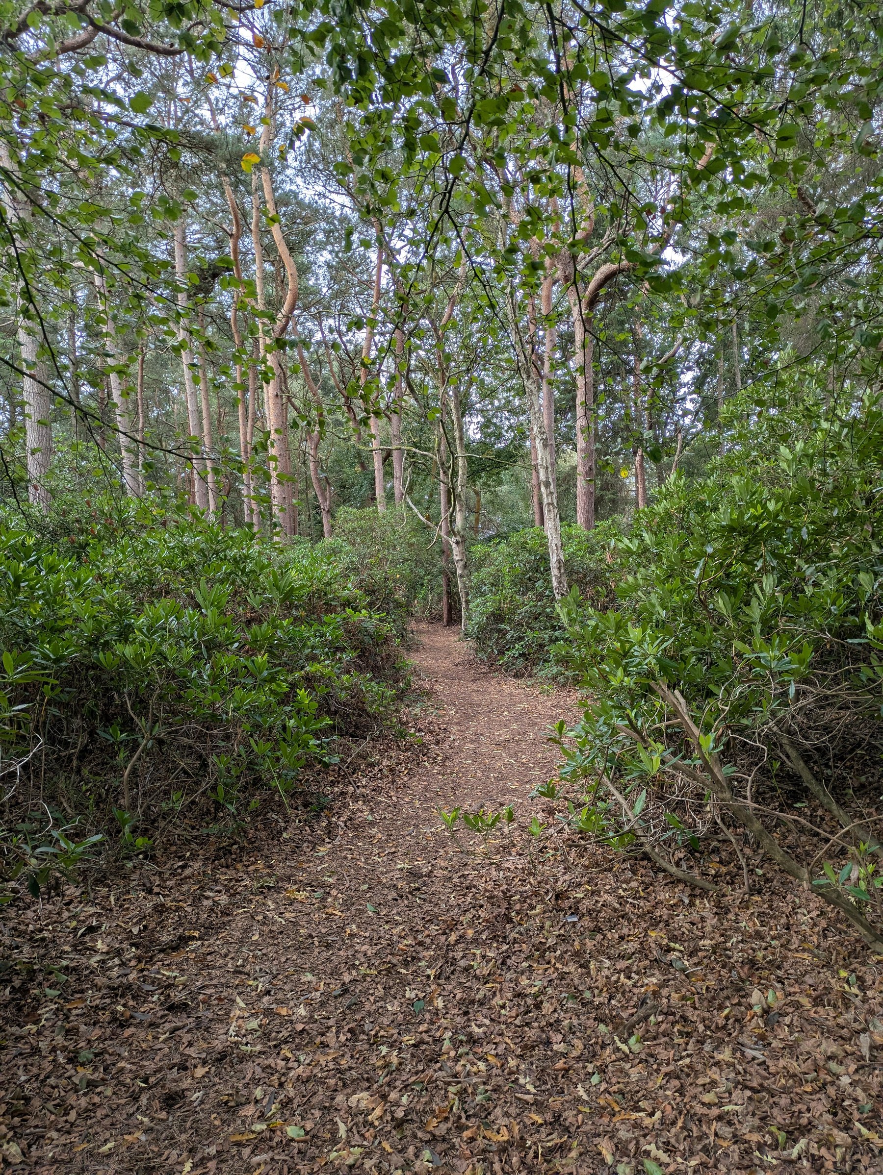 A narrow dirt path covered with fallen leaves winds through a dense forest with green shrubs and tall trees.