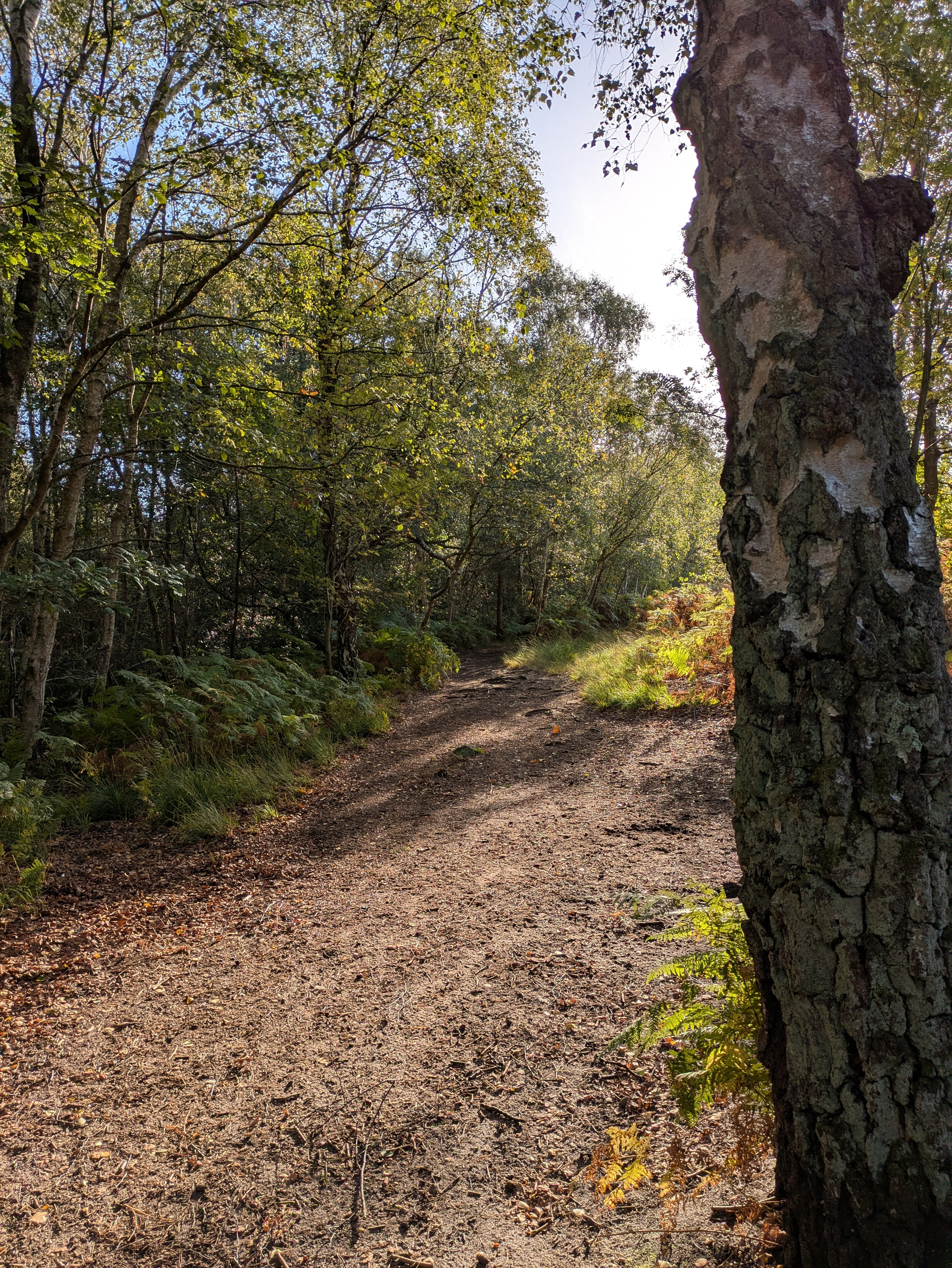 A sunlit dirt path winds through a forest with trees and green foliage on both sides.