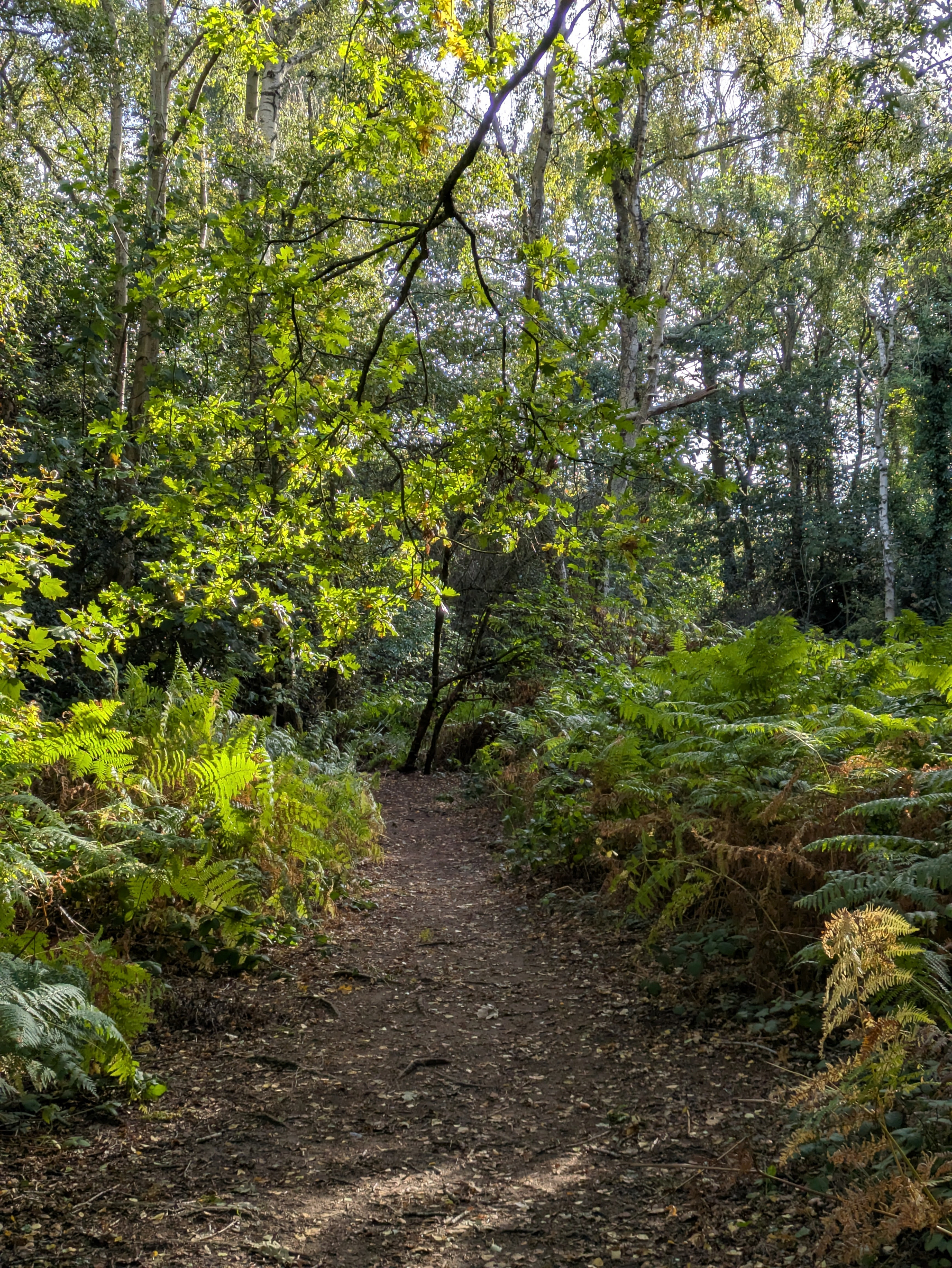 A sunlit dirt path winds through a dense forest filled with green and brown ferns and tall trees.