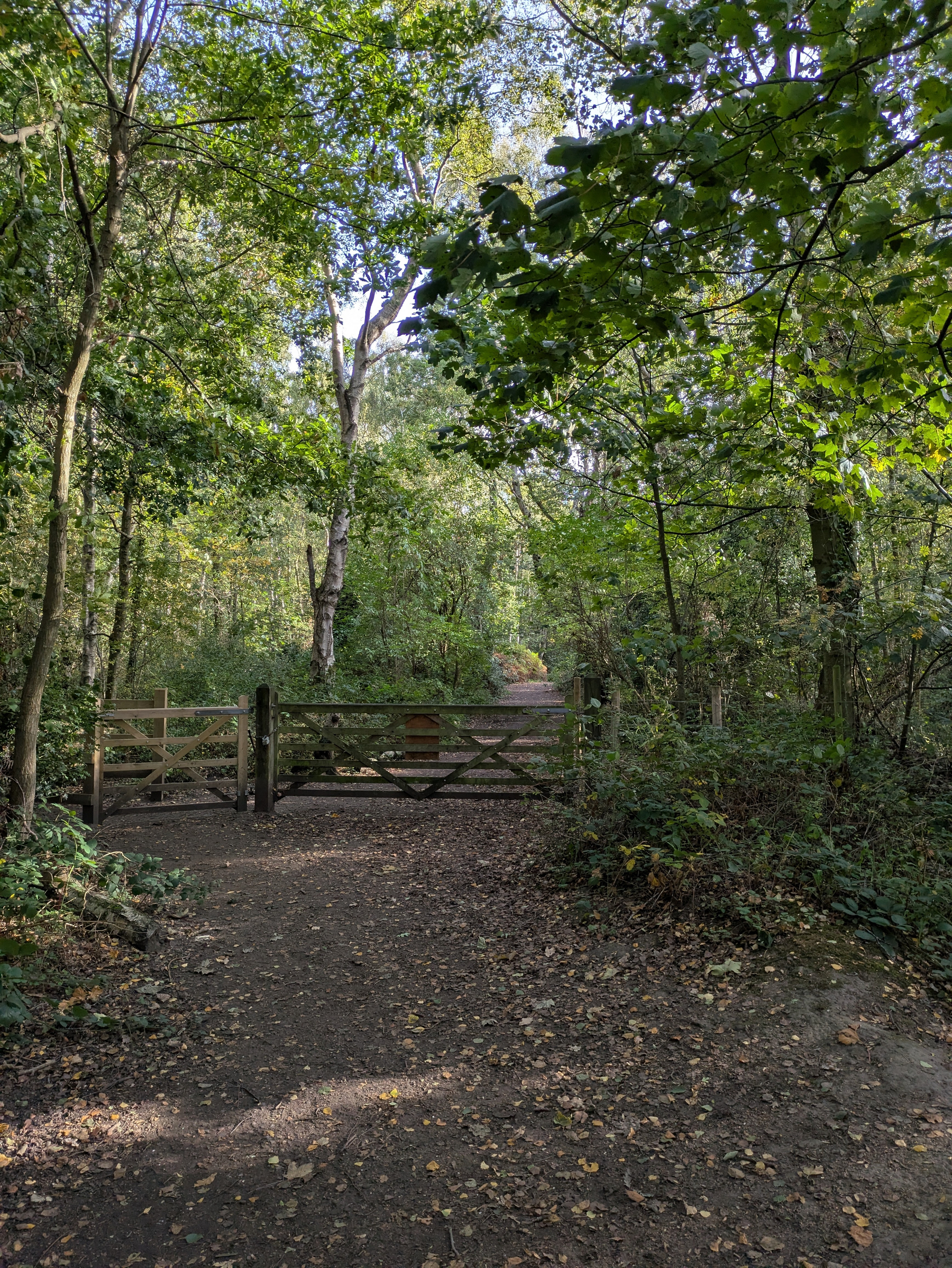 A wooden gate blocks a dirt path surrounded by dense, green forest trees and foliage.