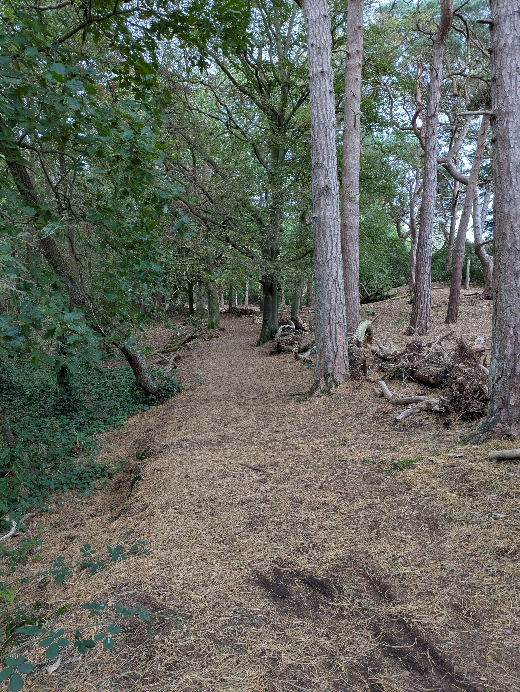A dirt path covered with fallen pine needles winds through a forested area with tall trees and scattered logs.