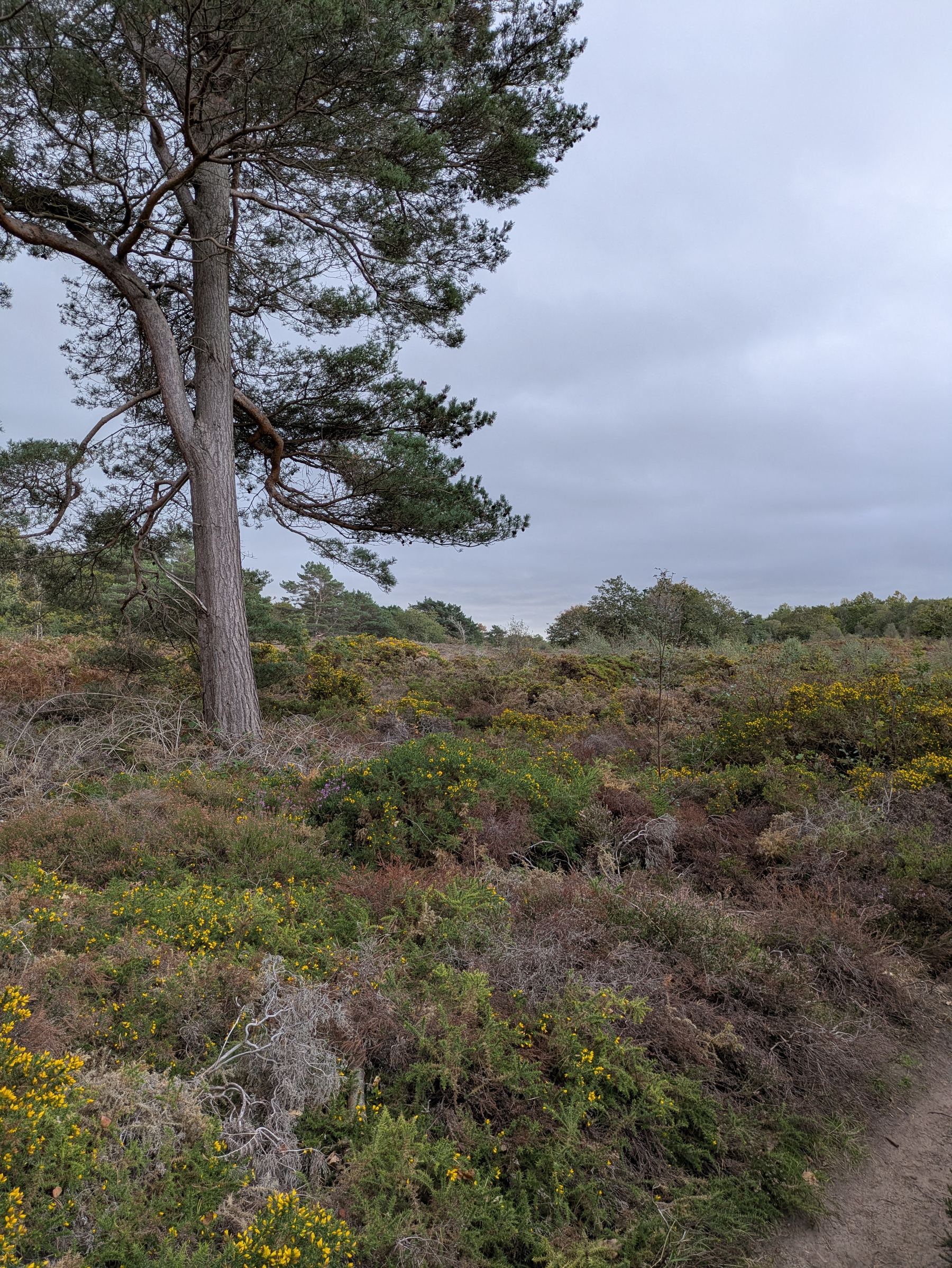 A tall tree stands beside a dense, shrub-covered landscape under a cloudy sky.