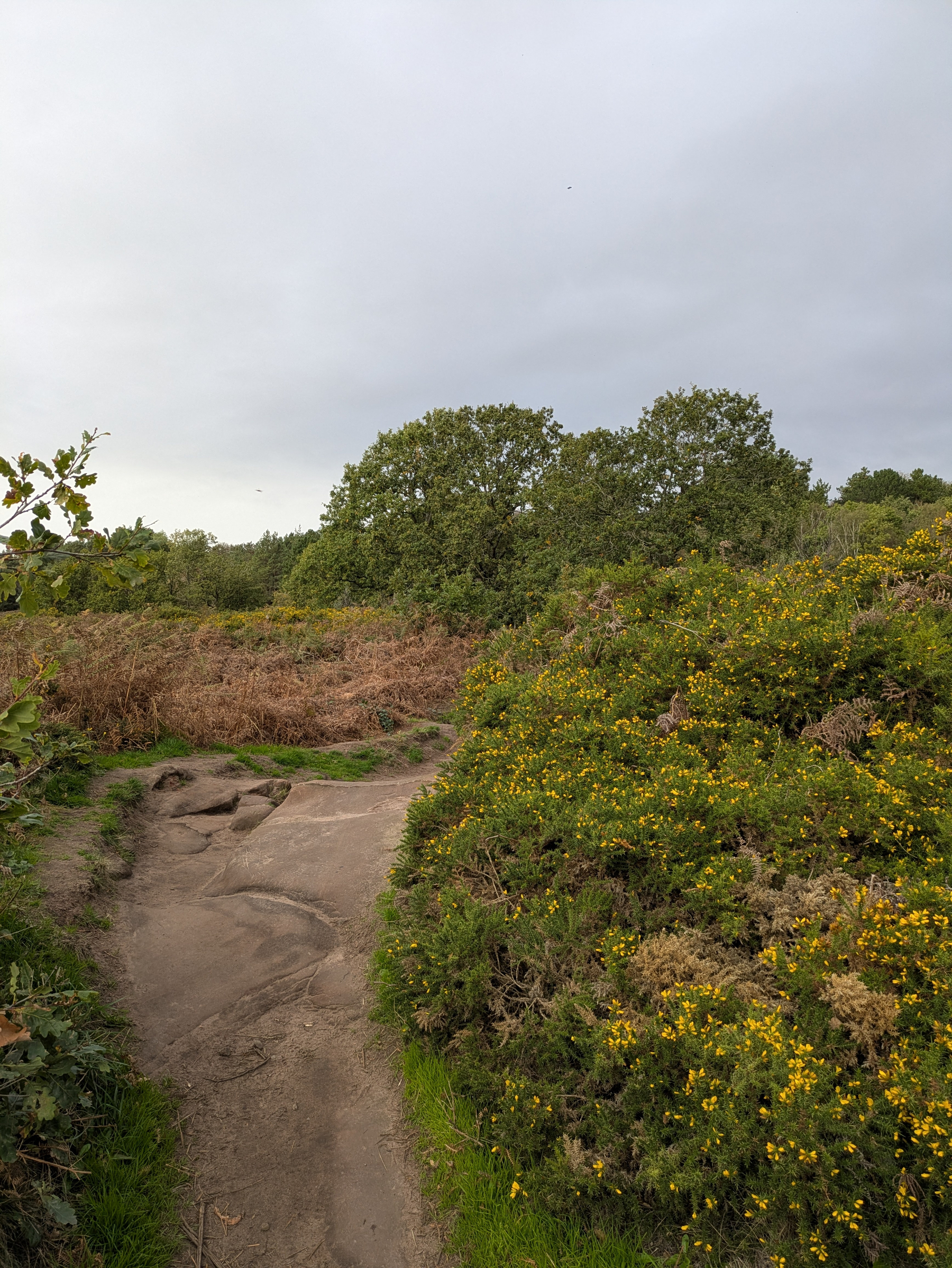 A dirt path winds through dense greenery and bushes with yellow flowers under an overcast sky.