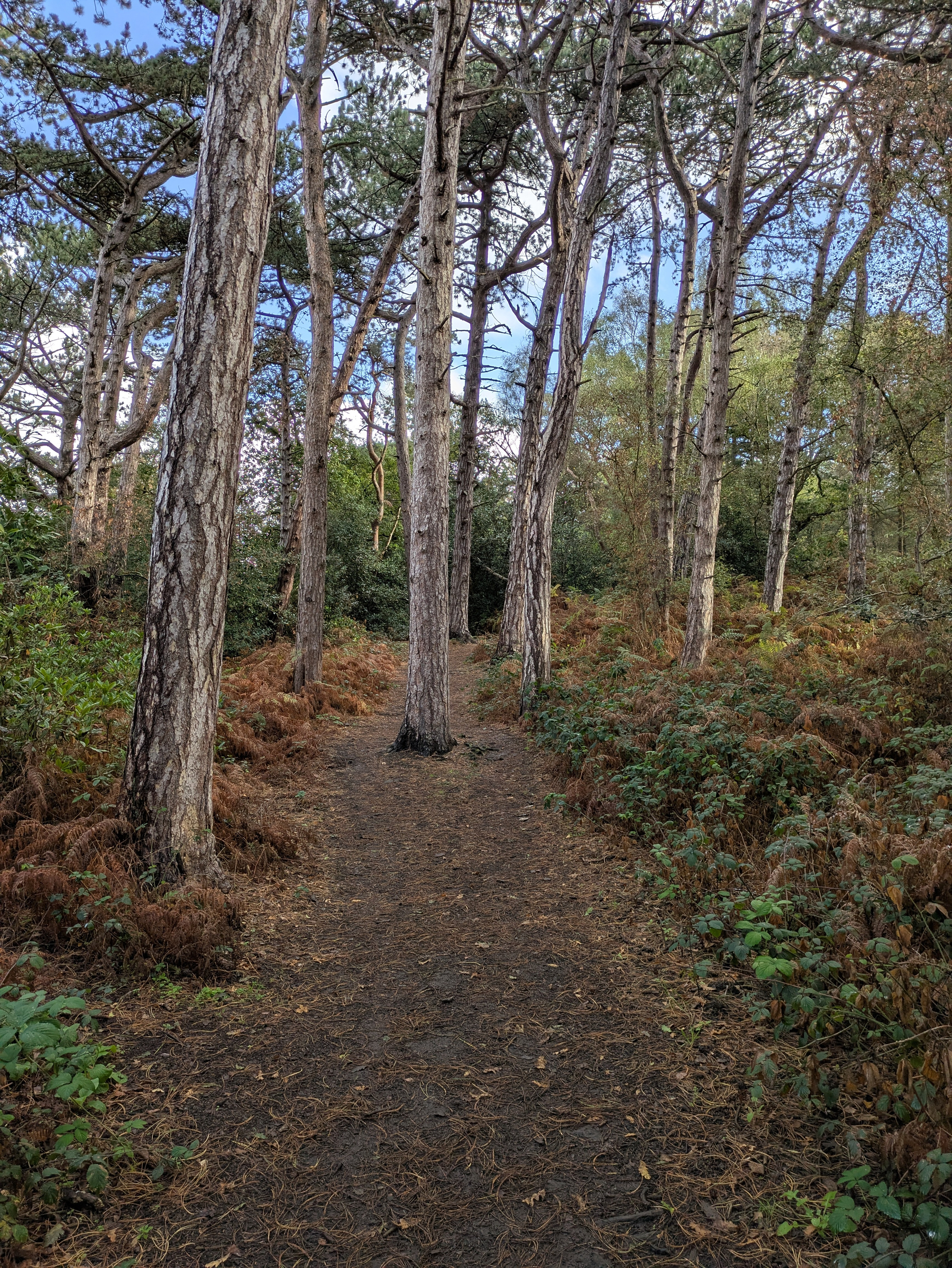 A dirt path winds through a forested area with tall trees and dense underbrush on either side.