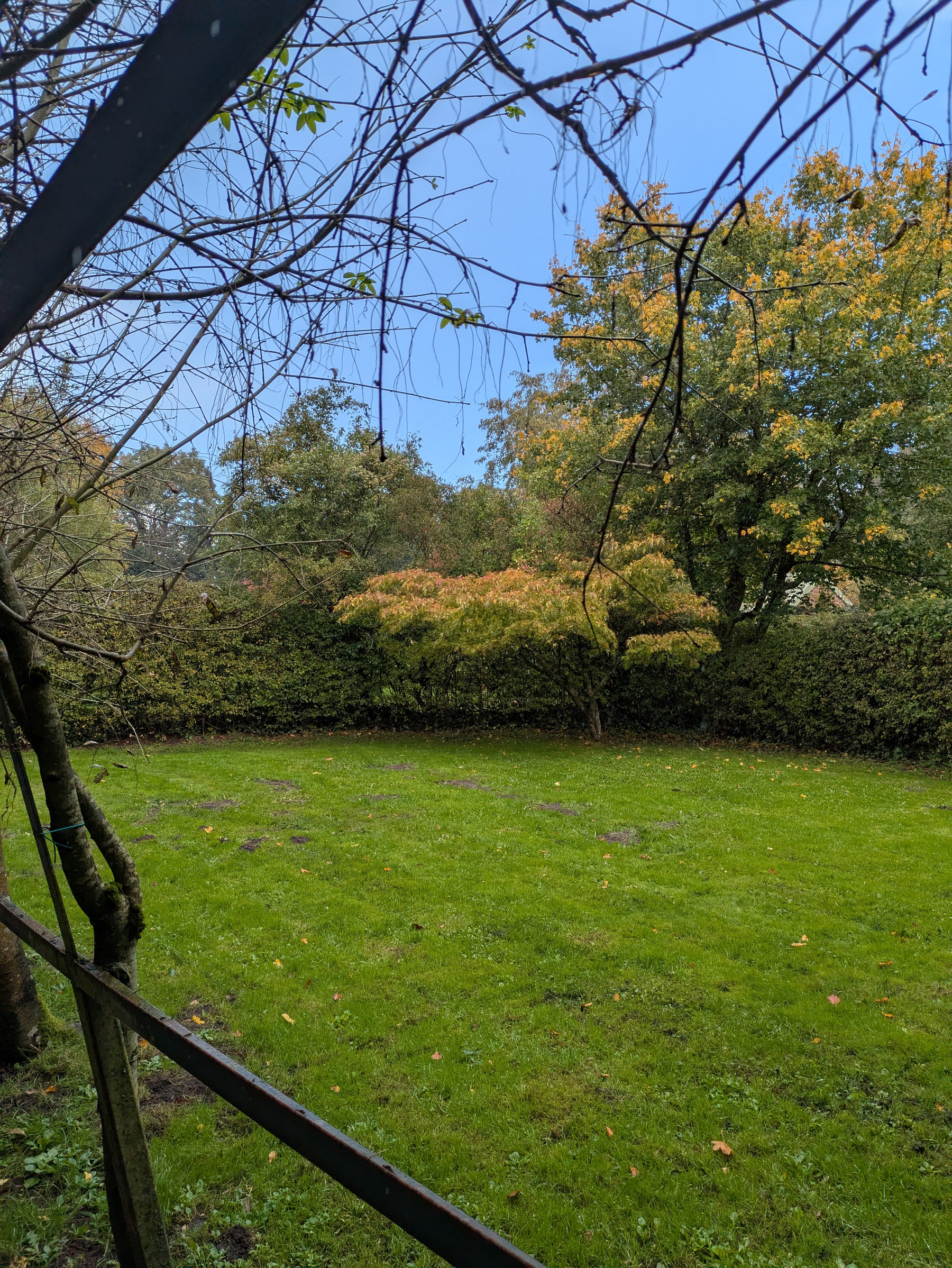 A grassy yard is surrounded by trees and bushes with some leaves beginning to change color under a clear blue sky.