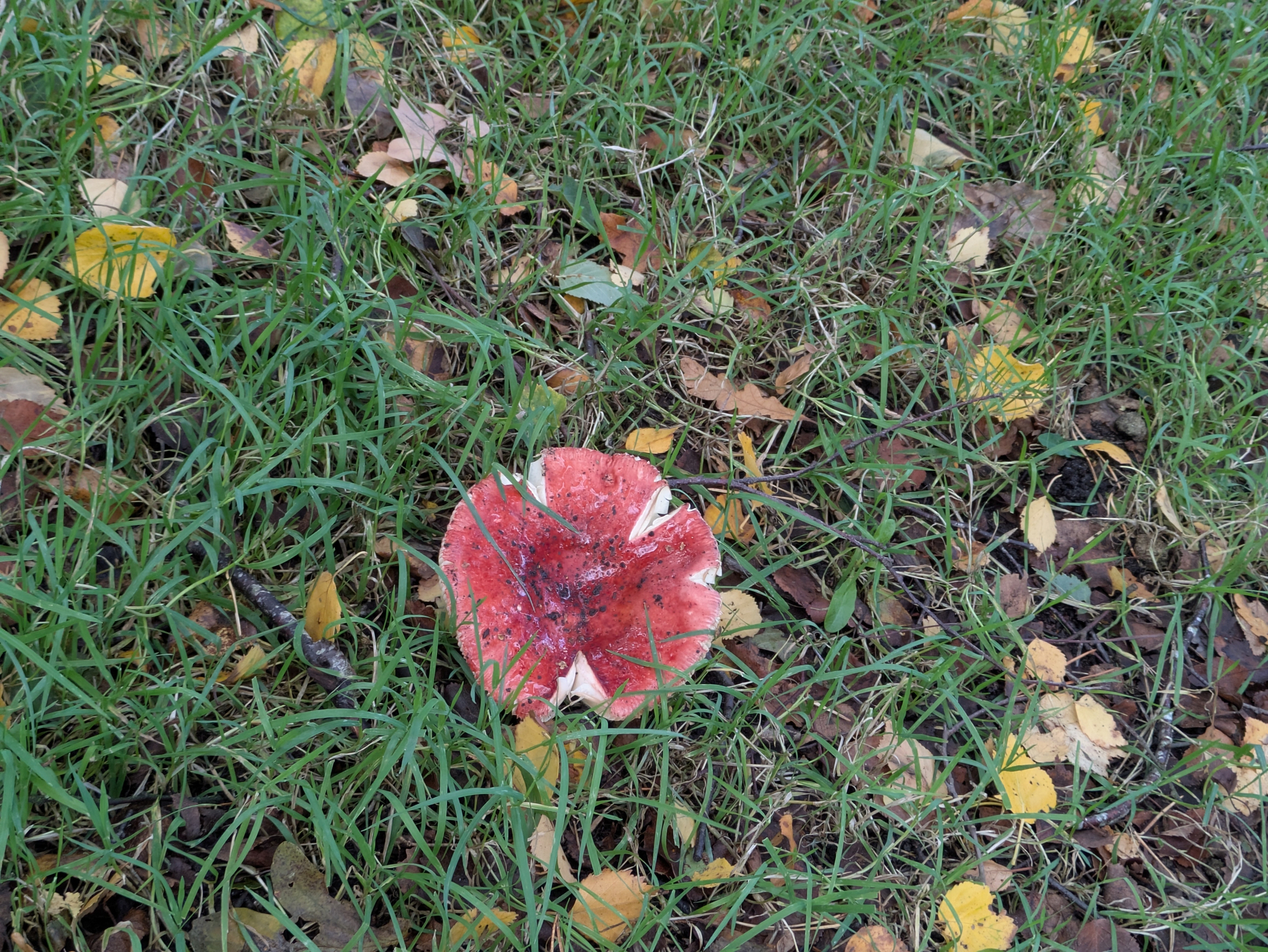 A red and white mushroom is growing among green grass and fallen yellow leaves.