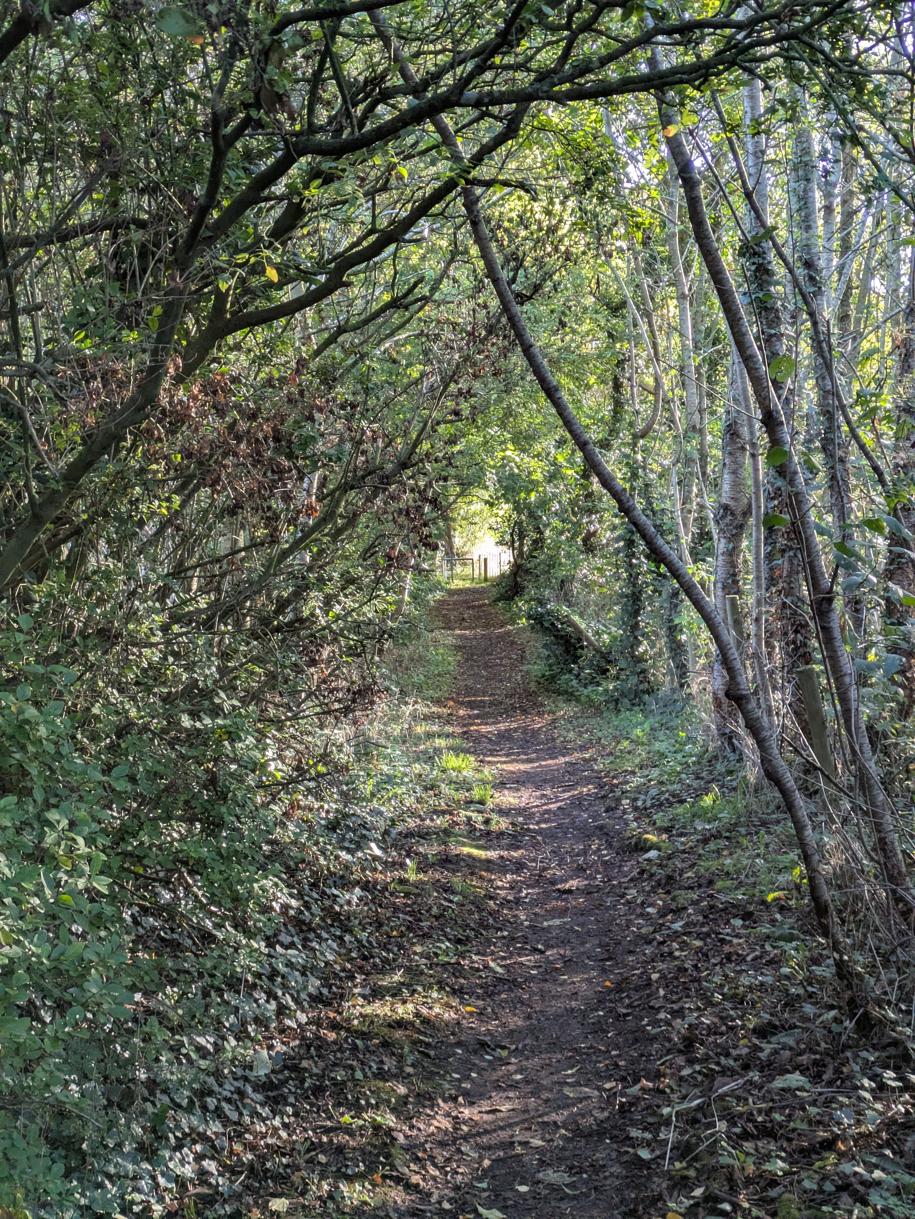 A narrow dirt path winds through a sunlit forest with dense greenery and arching tree branches overhead.