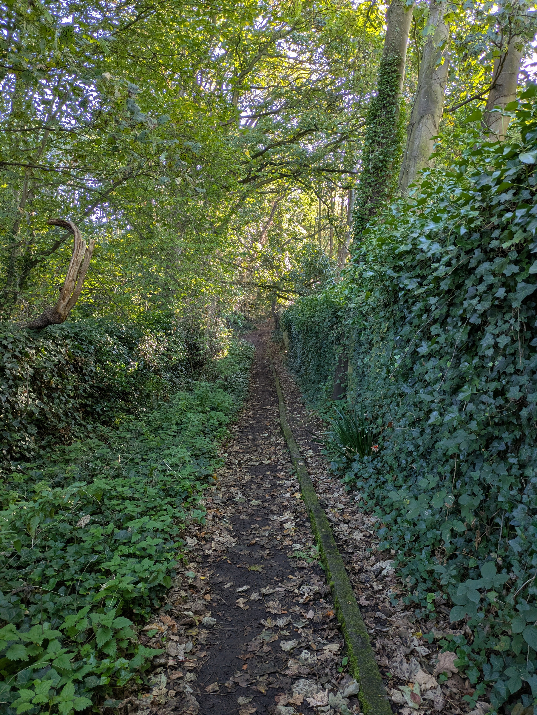 A narrow, leaf-covered dirt path winds through a densely vegetated forest area with tall trees and thick greenery on either side.