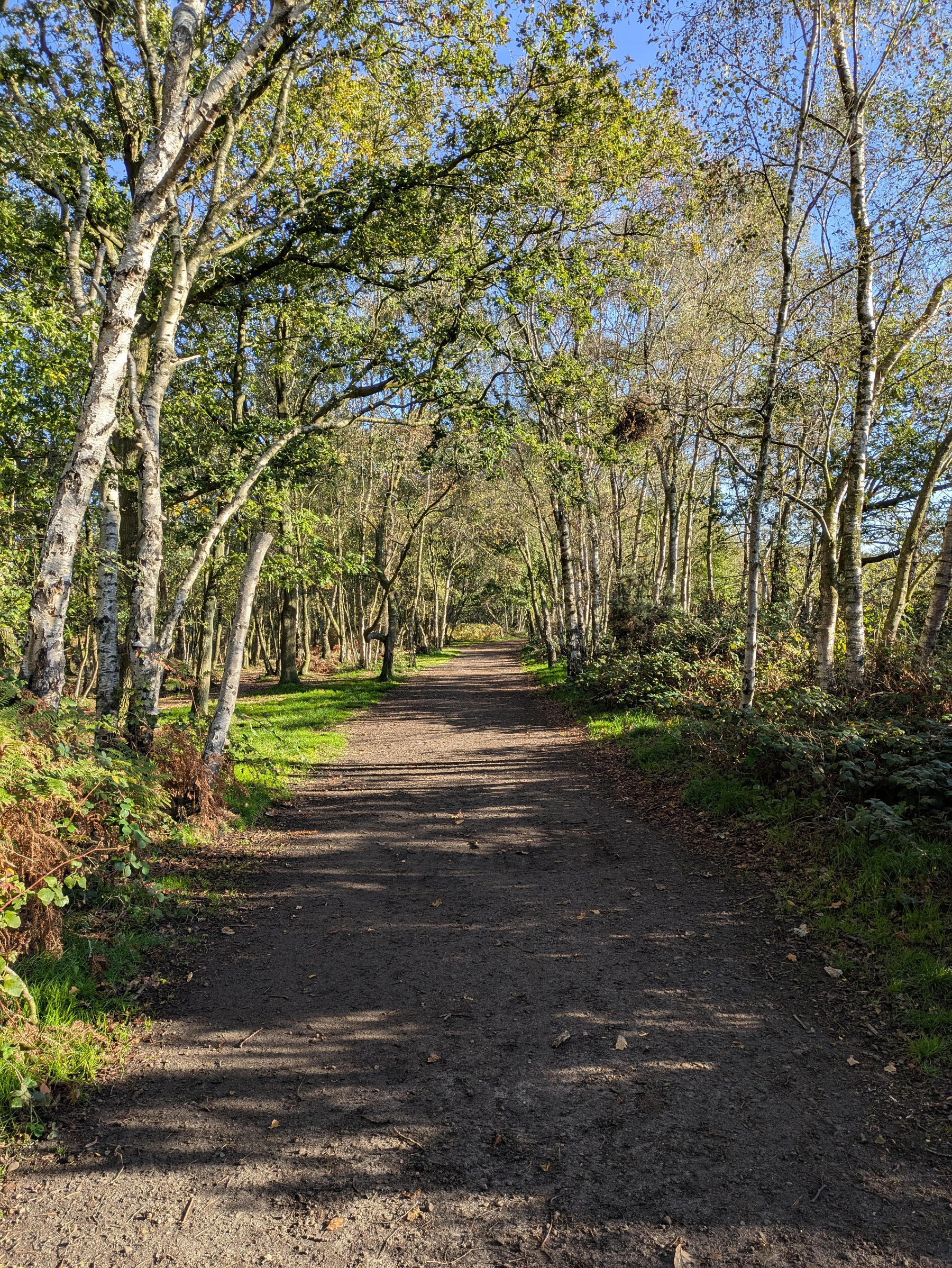 A dirt path winds through a sunlit forest with trees casting shadows on the ground.