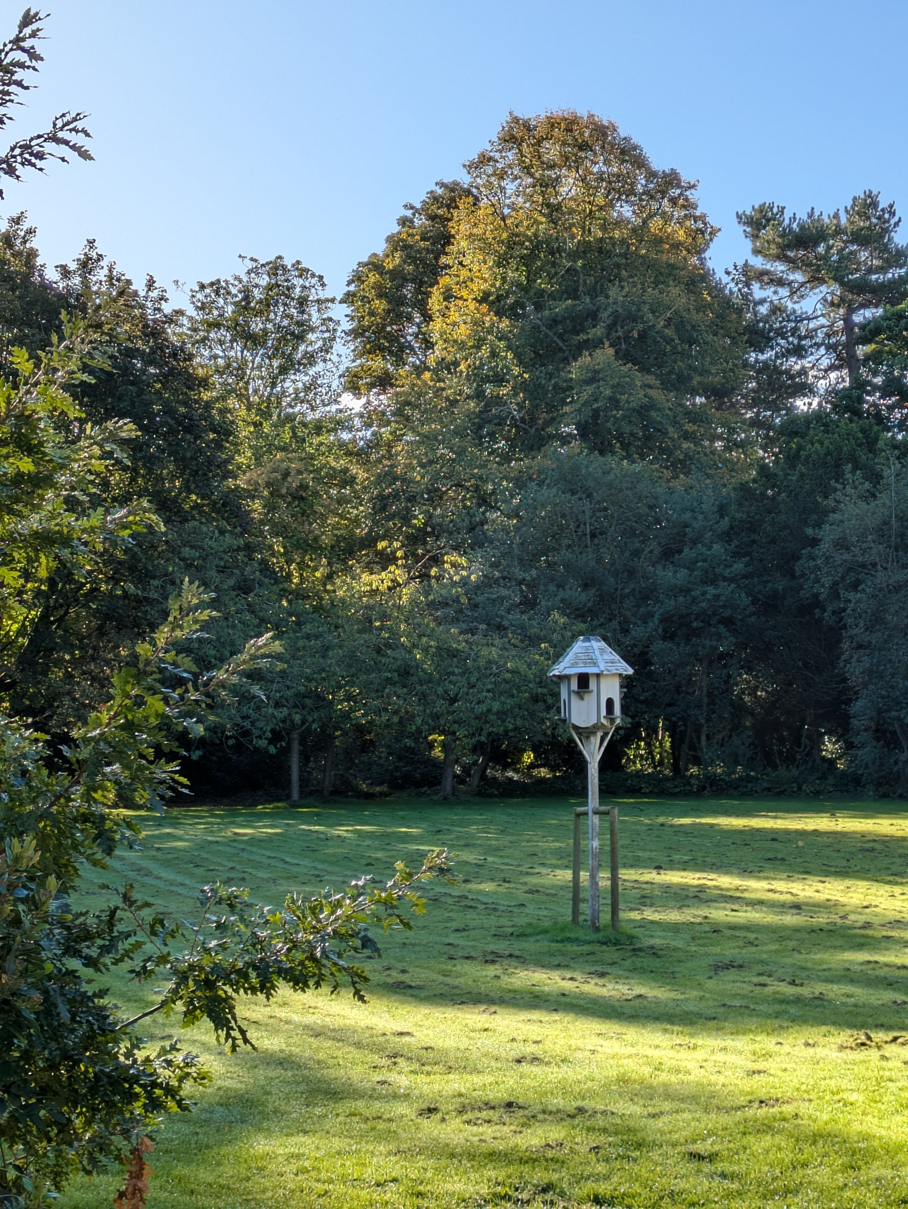 A birdhouse stands on a pole in the middle of a sunlit grassy area surrounded by dense, tall trees.
