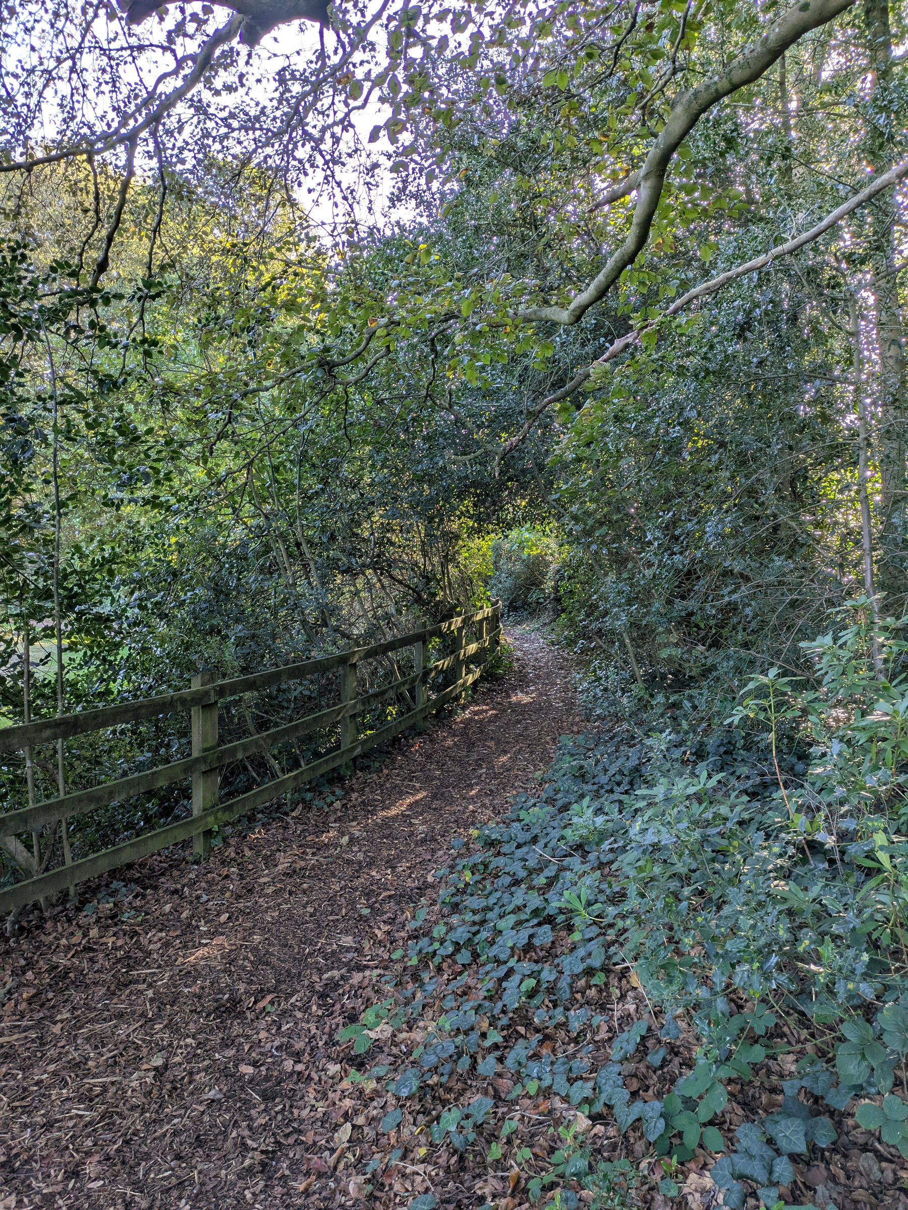 A narrow, leaf-covered dirt path winds through a wooded area with dense green foliage and a wooden fence on one side.