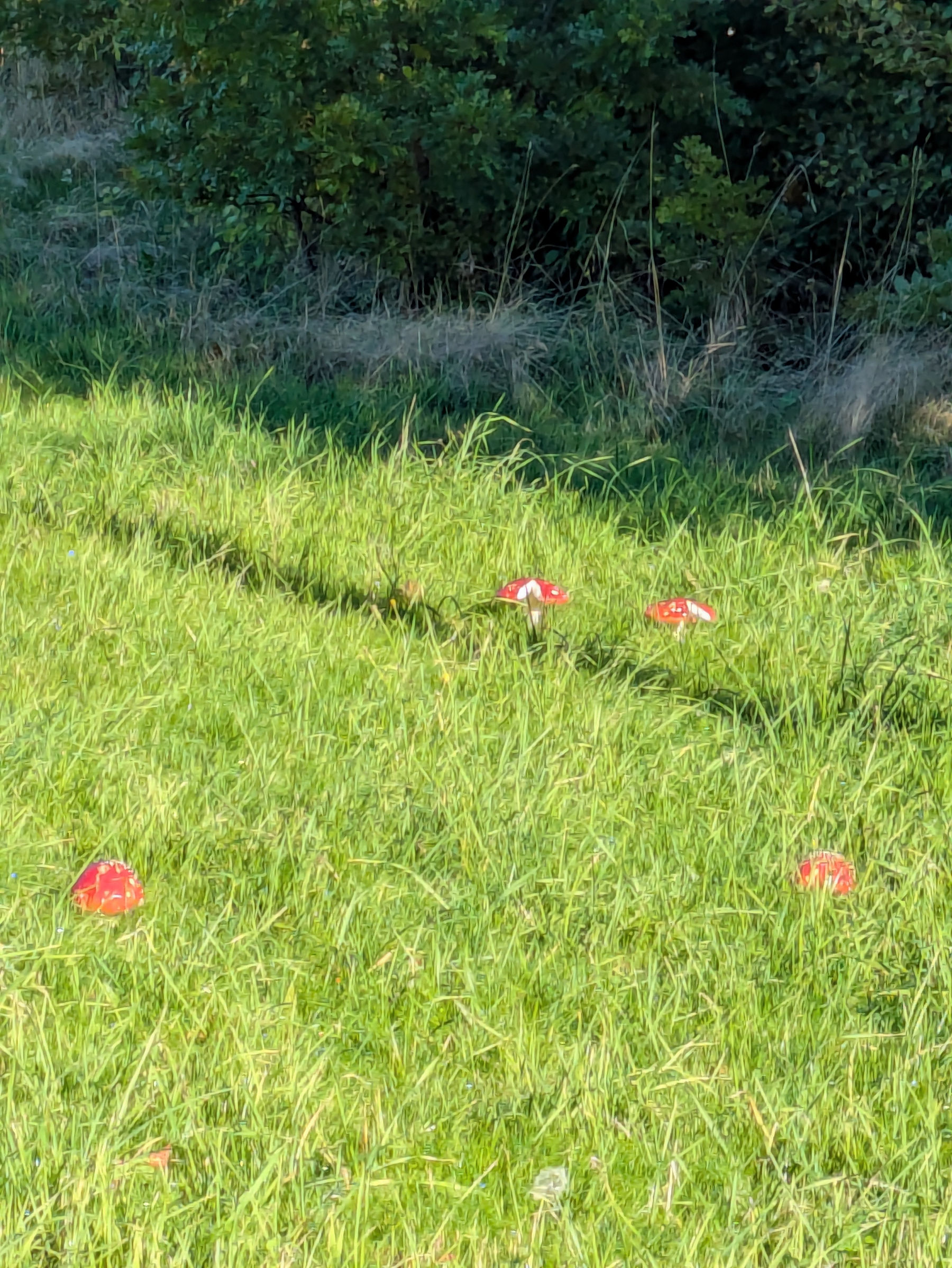 Four red mushrooms with white spots are growing in a grassy field near some dense bushes.