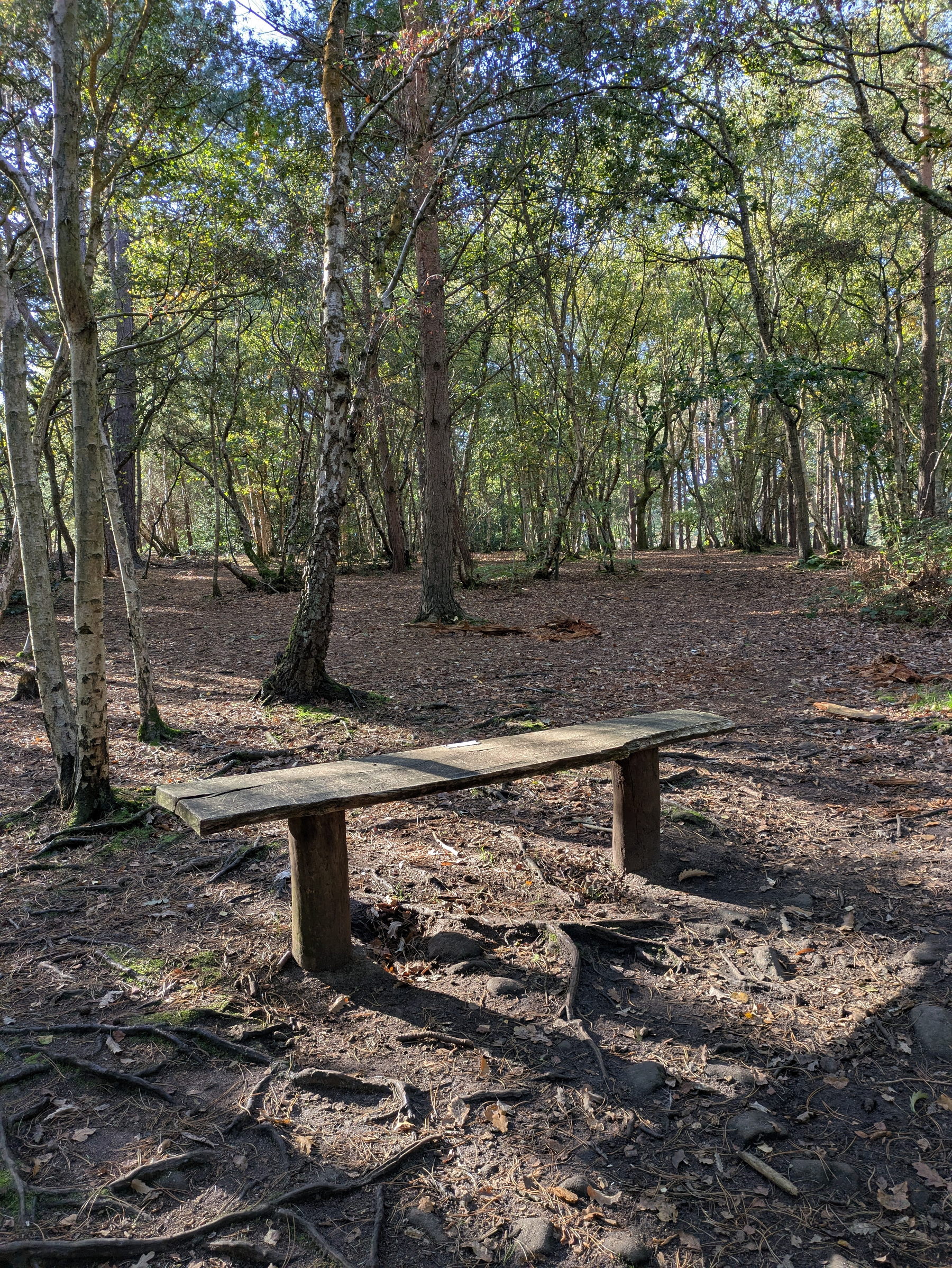 A simple wooden bench stands on a forest floor surrounded by trees with sunlight filtering through the leaves.