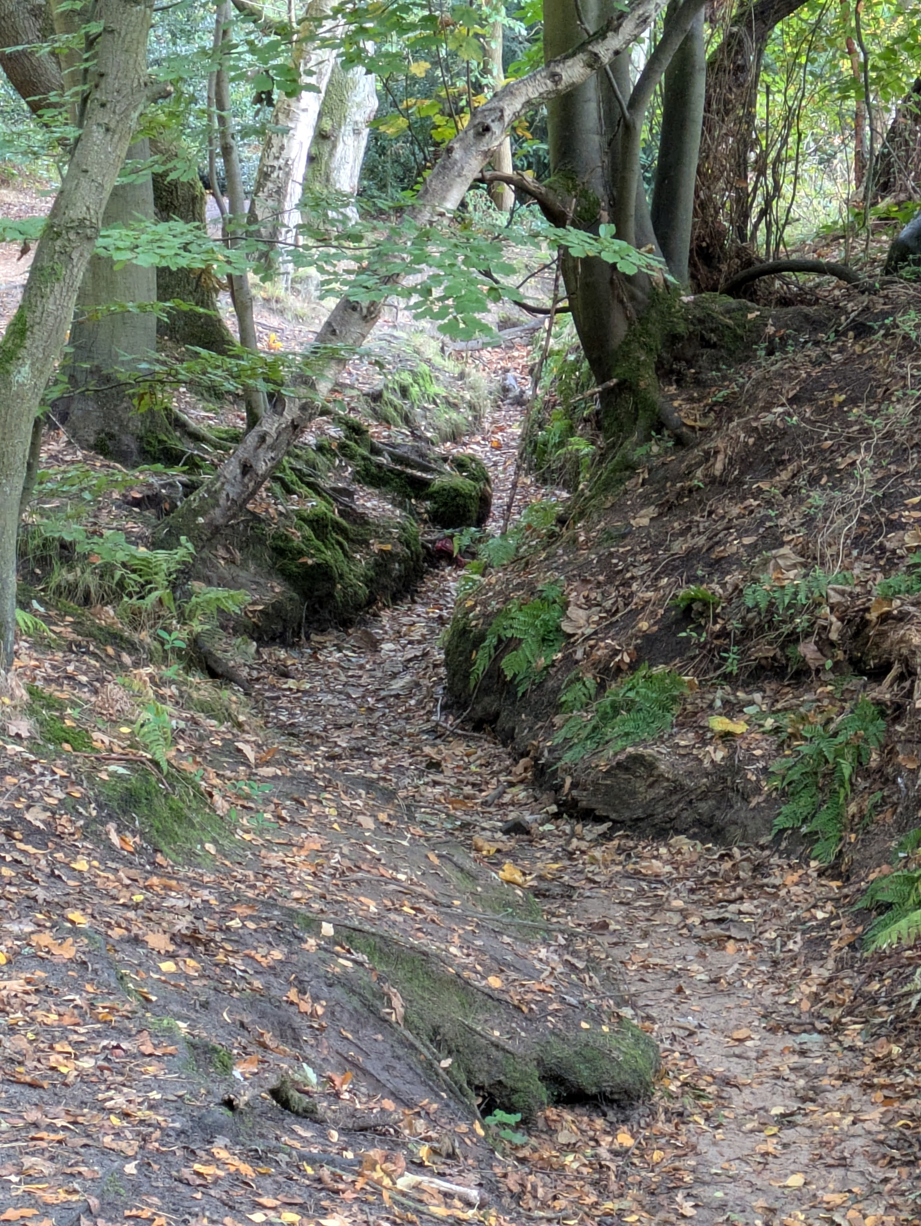 A narrow, leaf-covered dry water course winds through trees and moss-covered rocks in a peaceful woodland setting.