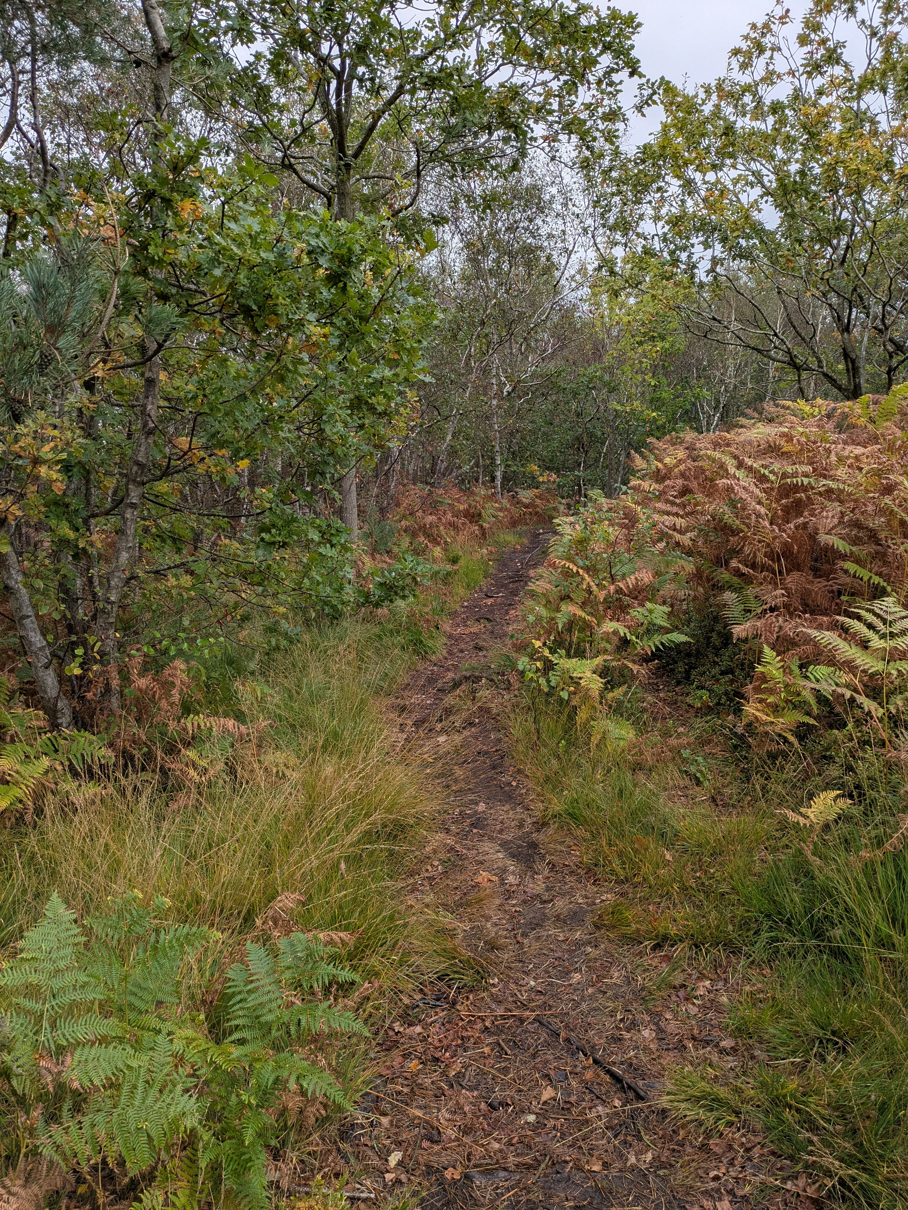 A narrow dirt path winds through a dense forest area with green and brown foliage.
