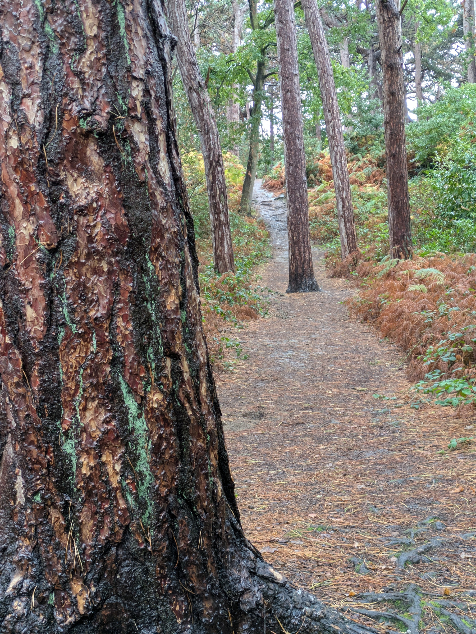 A forest path winds through tall pine trees with textured bark and dense green and brown foliage.