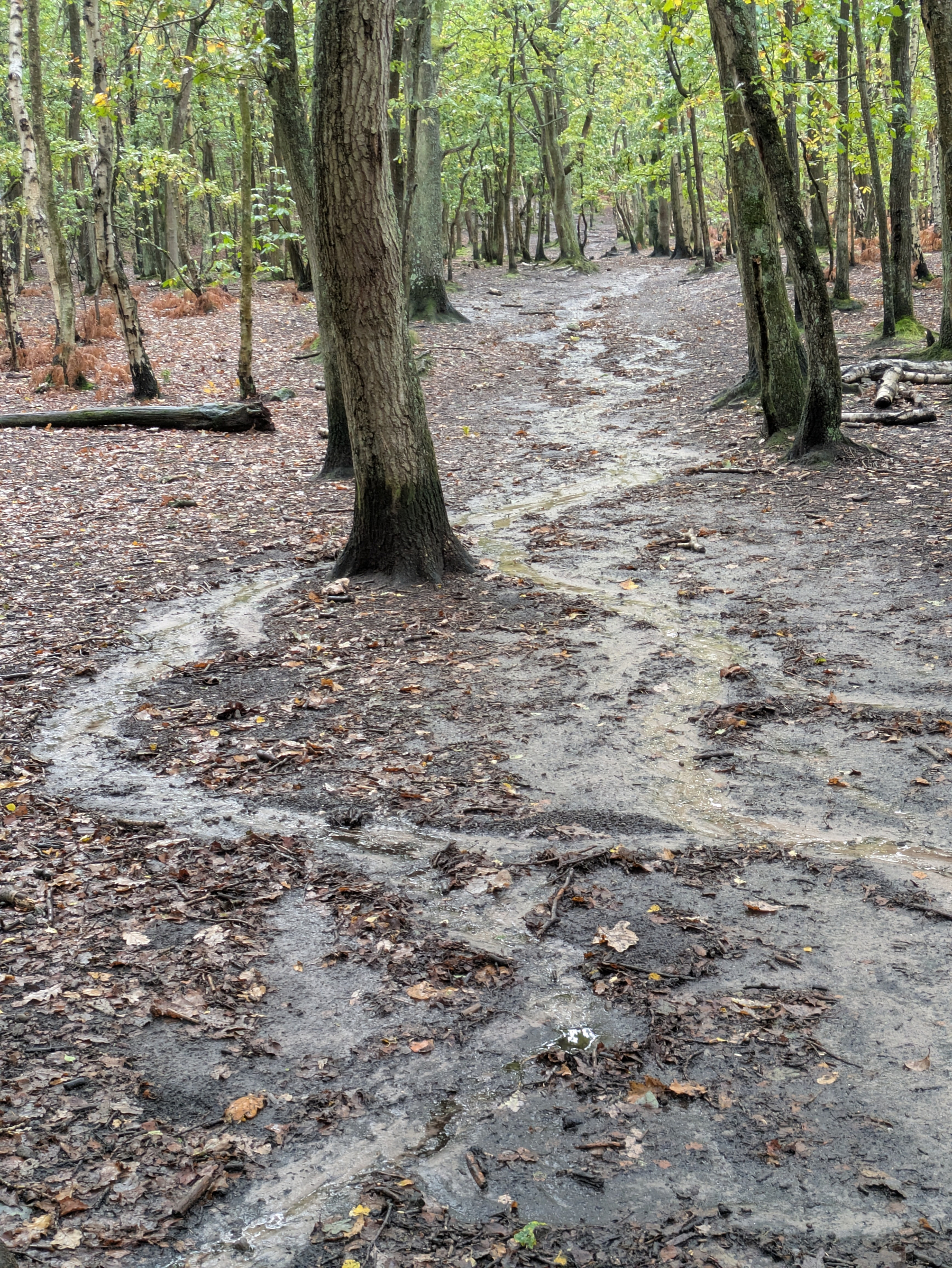 A winding muddy rivulet flows through a forest with tall trees and scattered fallen leaves on the ground.