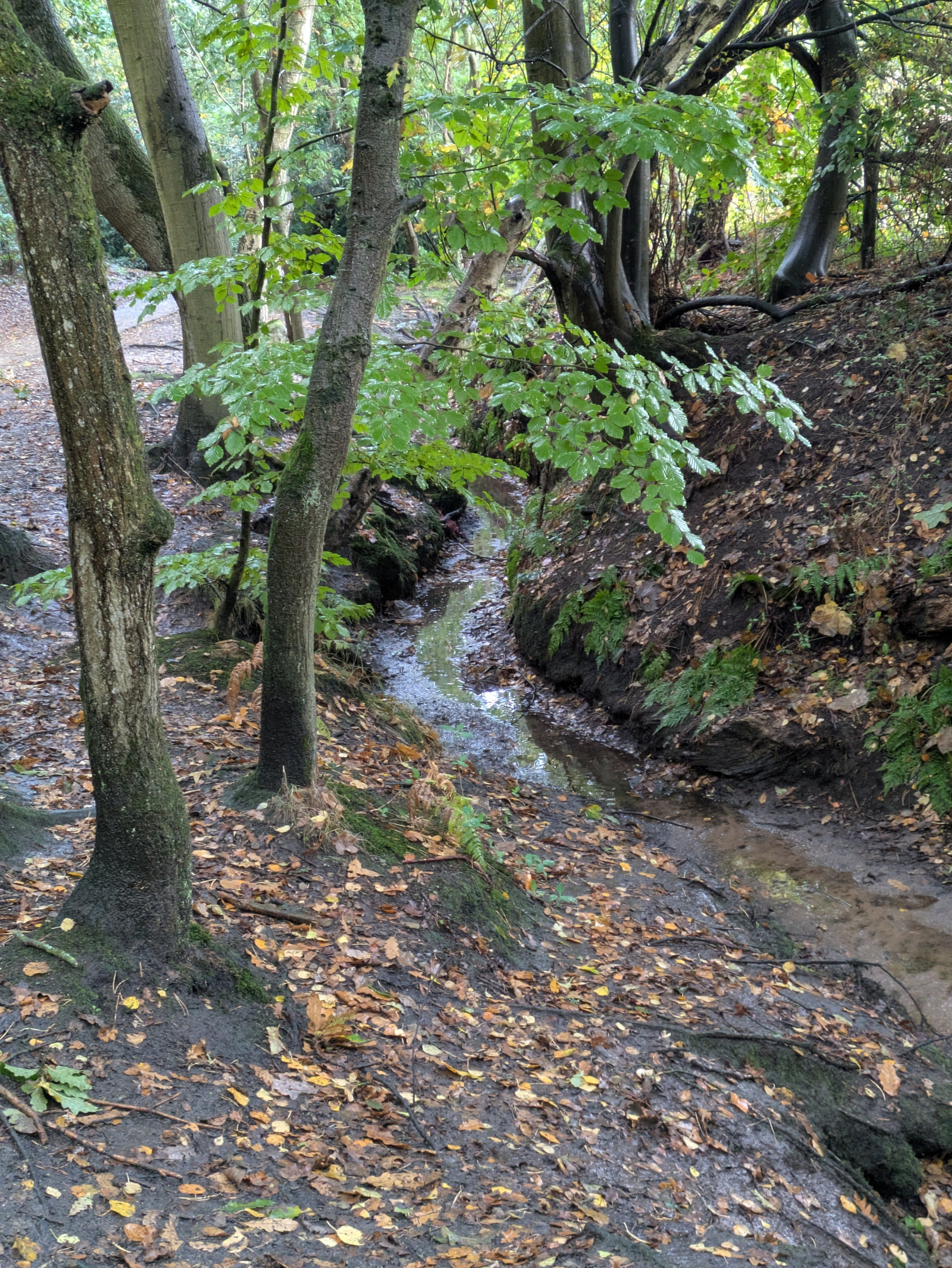 Puddles in a small, narrow stream in a wooded area with trees and fallen leaves scattered on the ground.