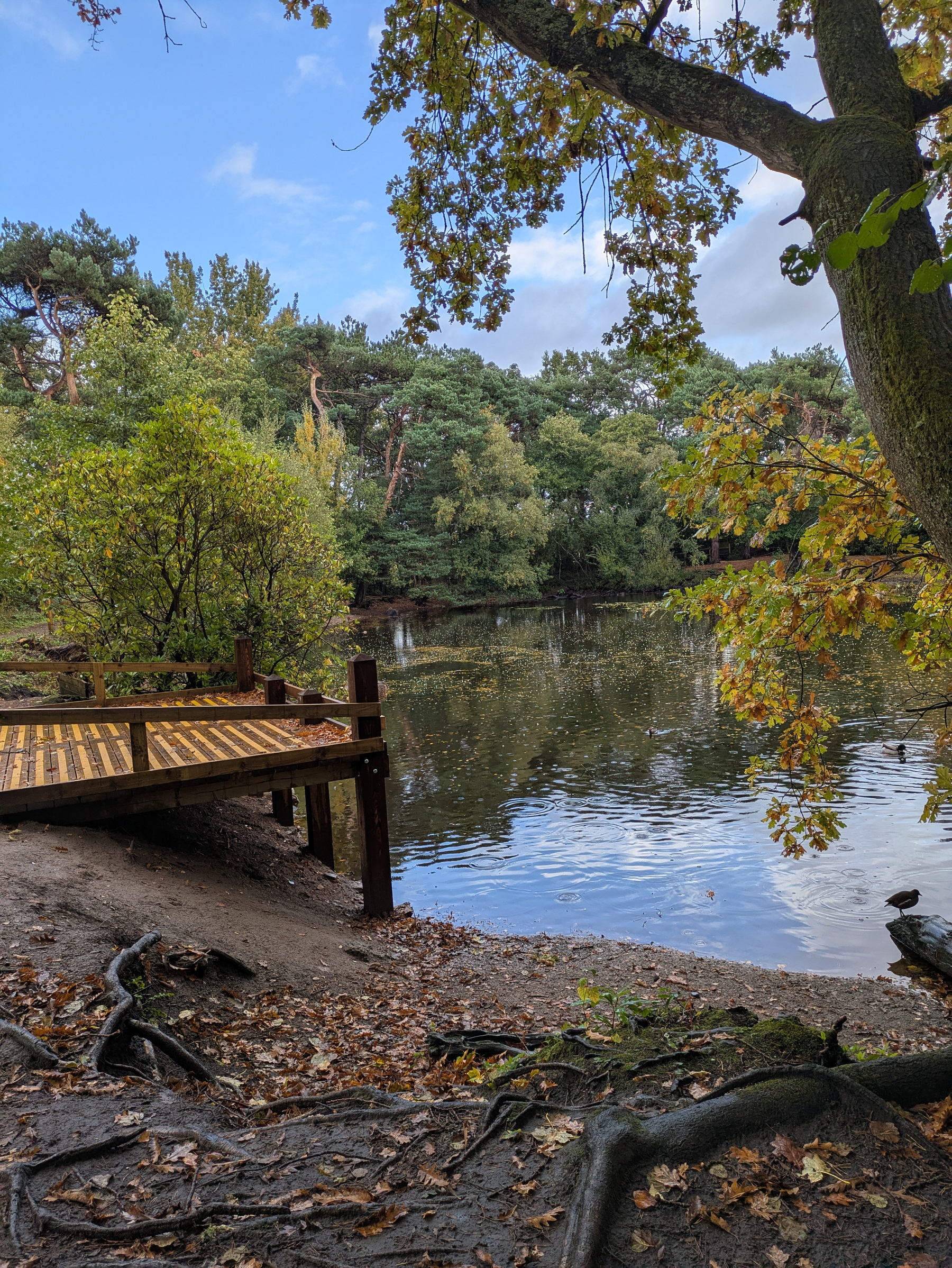 A serene pond surrounded by lush trees and a wooden dock extends over the water under a partly cloudy sky.
