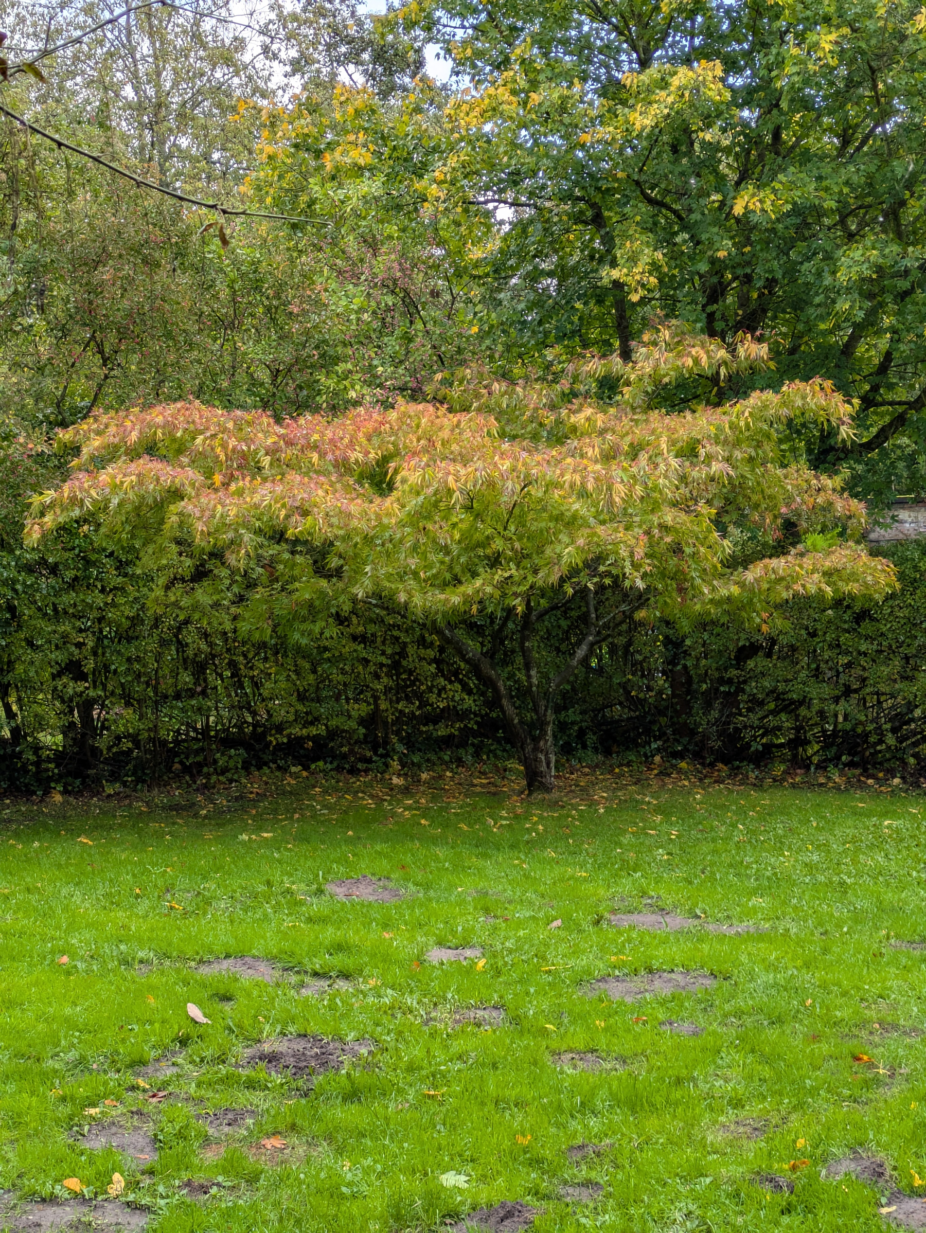 A small tree with leaves turning orange stands in front of a hedge with a green grassy area in the foreground.