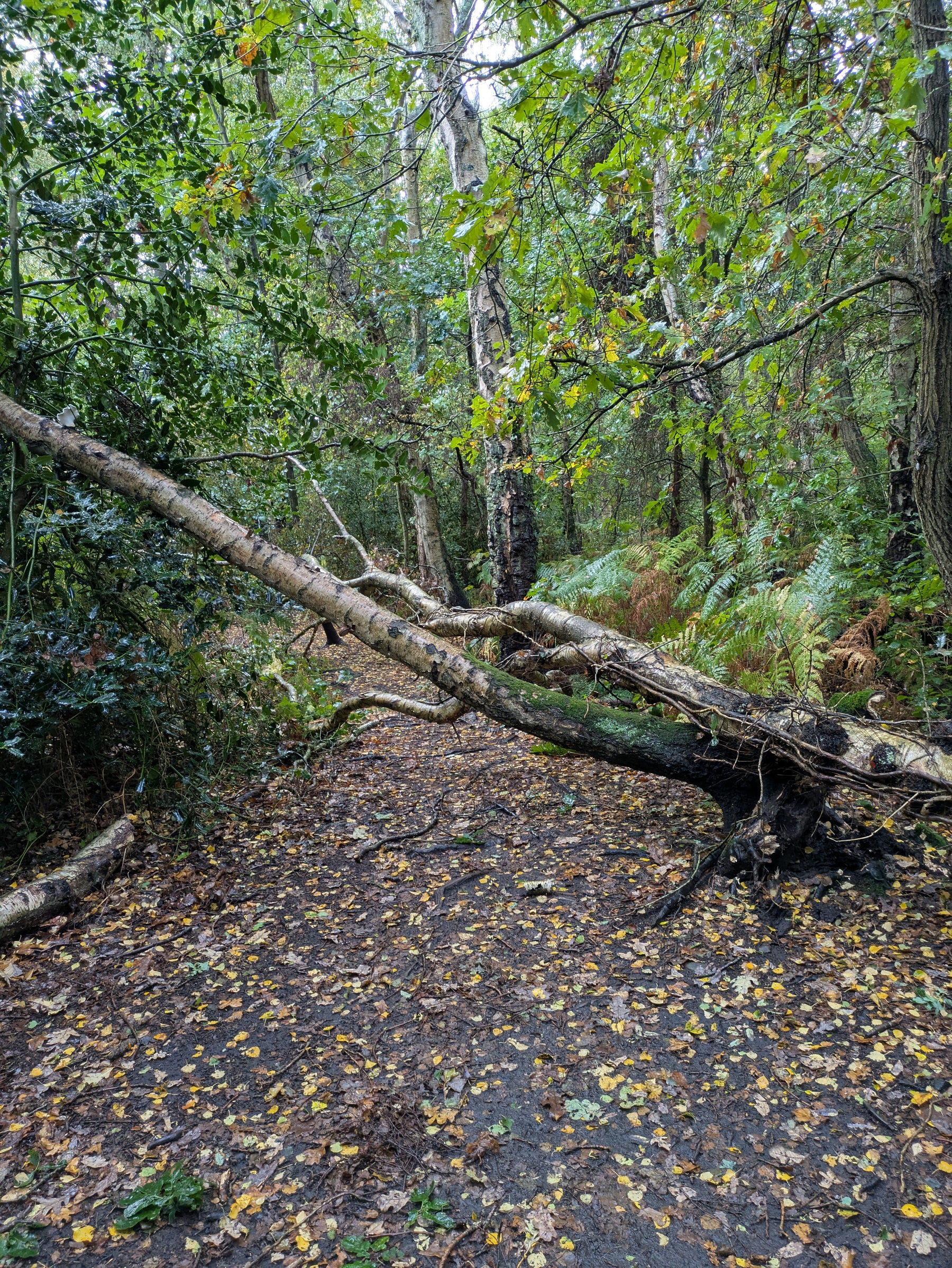 A fallen tree blocks a forest path covered with leaves, surrounded by green foliage and trees.