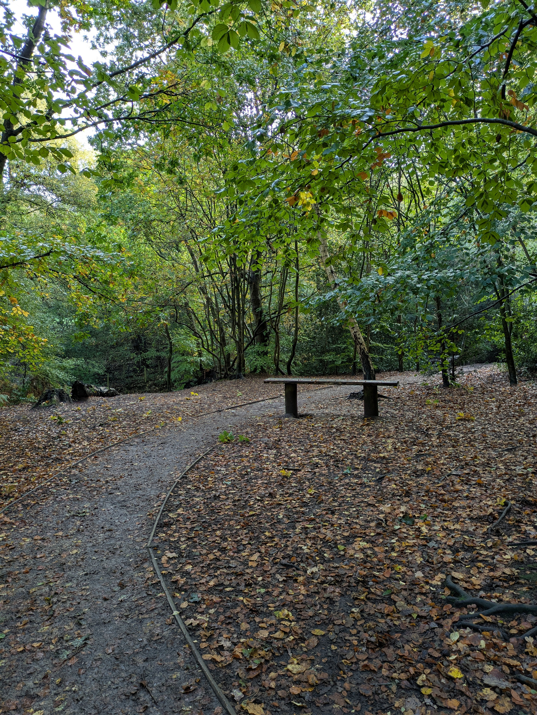 A winding dirt path covered with fallen leaves runs through a dense, green forest with a wooden bench situated beside the trail.