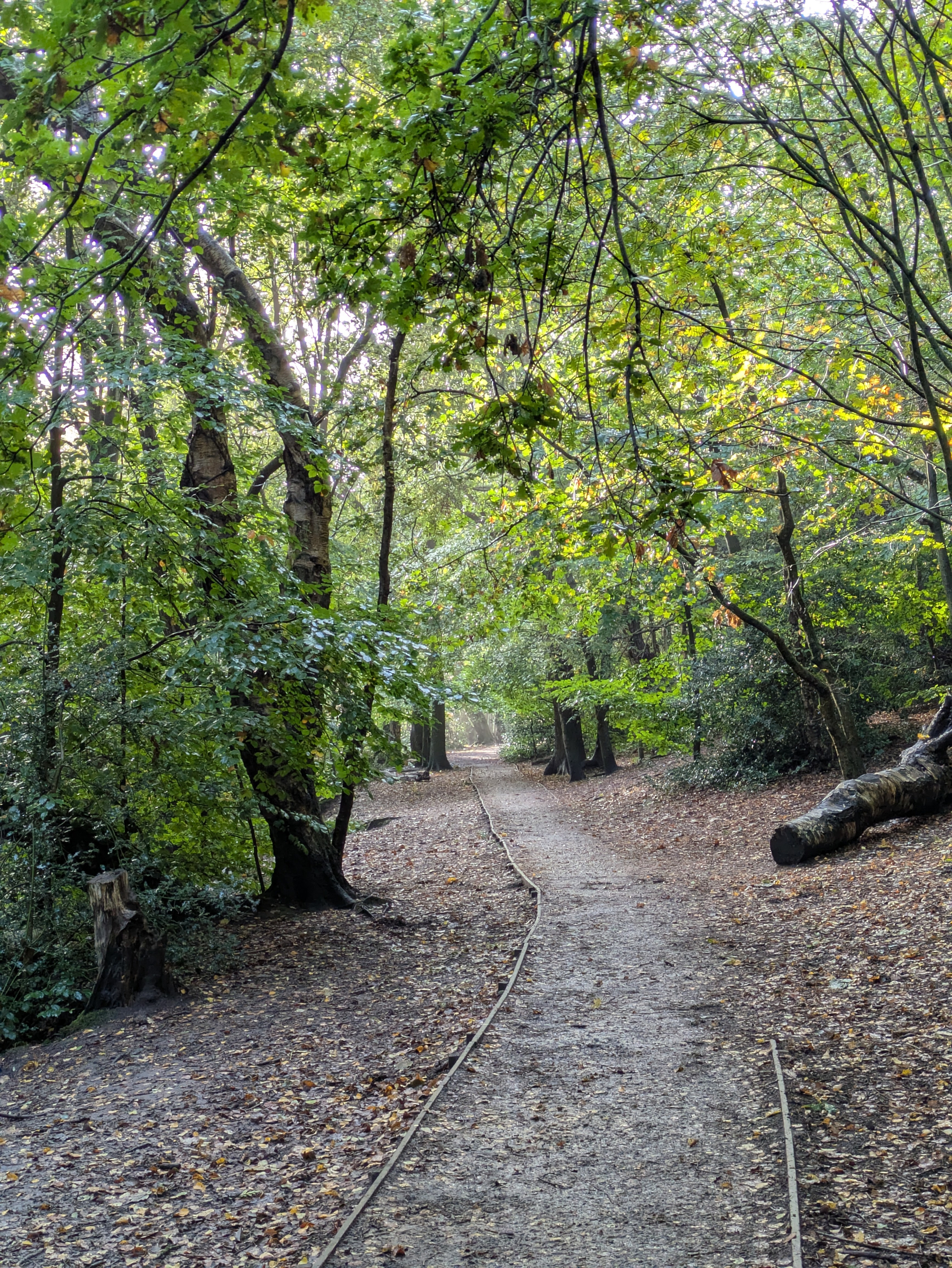 A dirt path winds through a dense forest with green foliage and scattered fallen leaves.