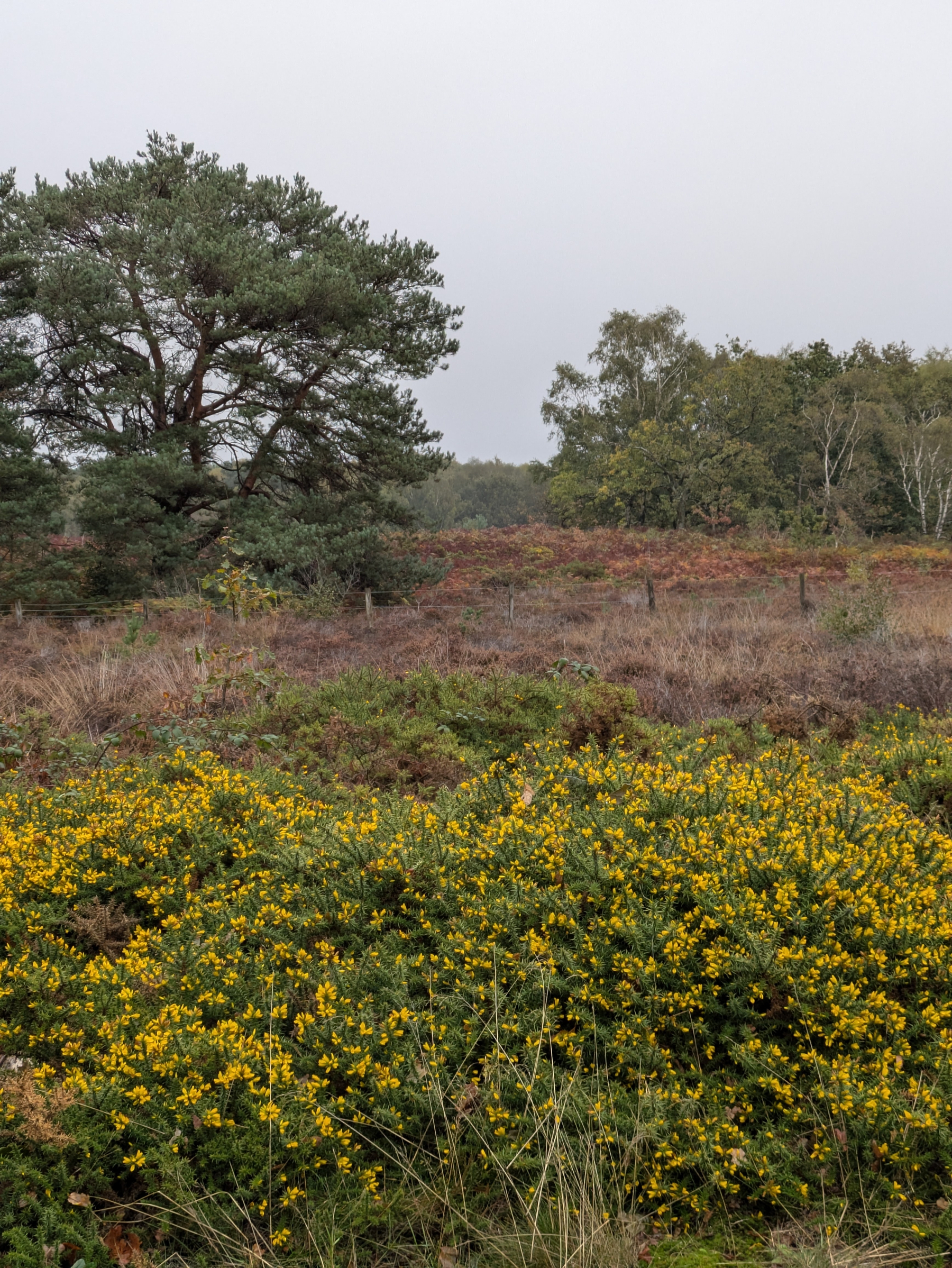 A natural landscape features yellow-flowered bushes in the foreground, dry grassy areas, and various trees under an overcast sky.