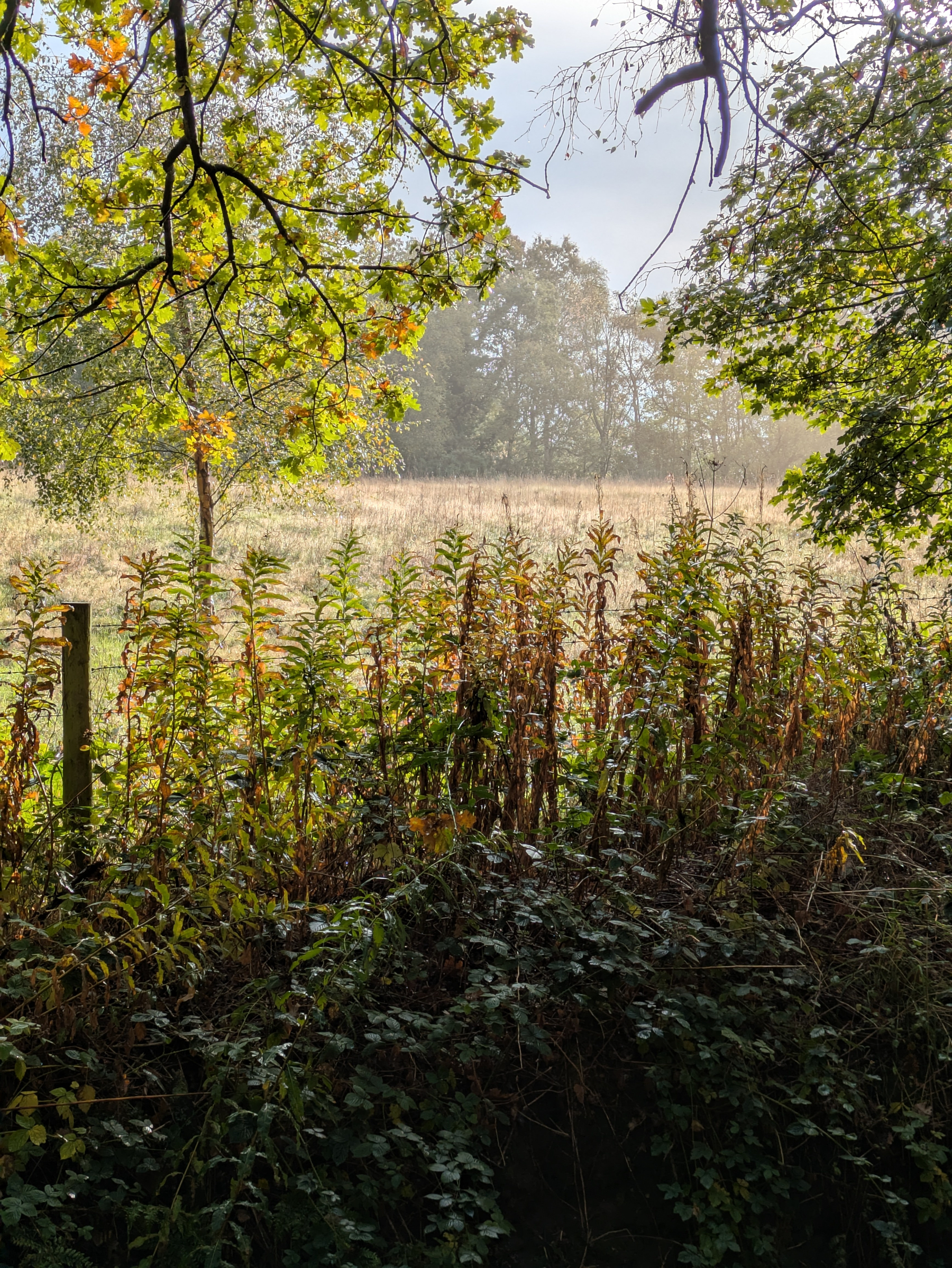 A sunlit field is bordered by tall plants and trees with green and yellow leaves, creating a natural frame around the scene.