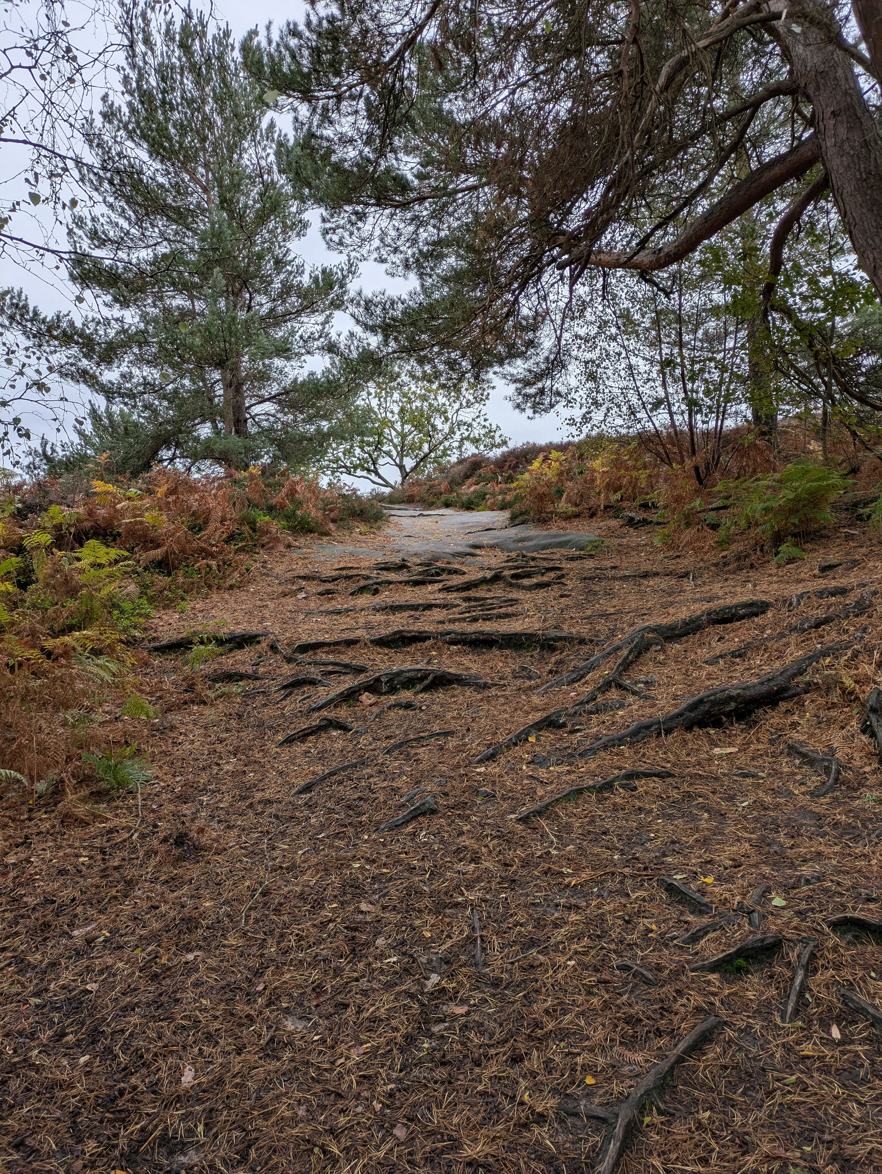 A forest path covered with pine needles and tree roots winds through dense foliage and tall trees.