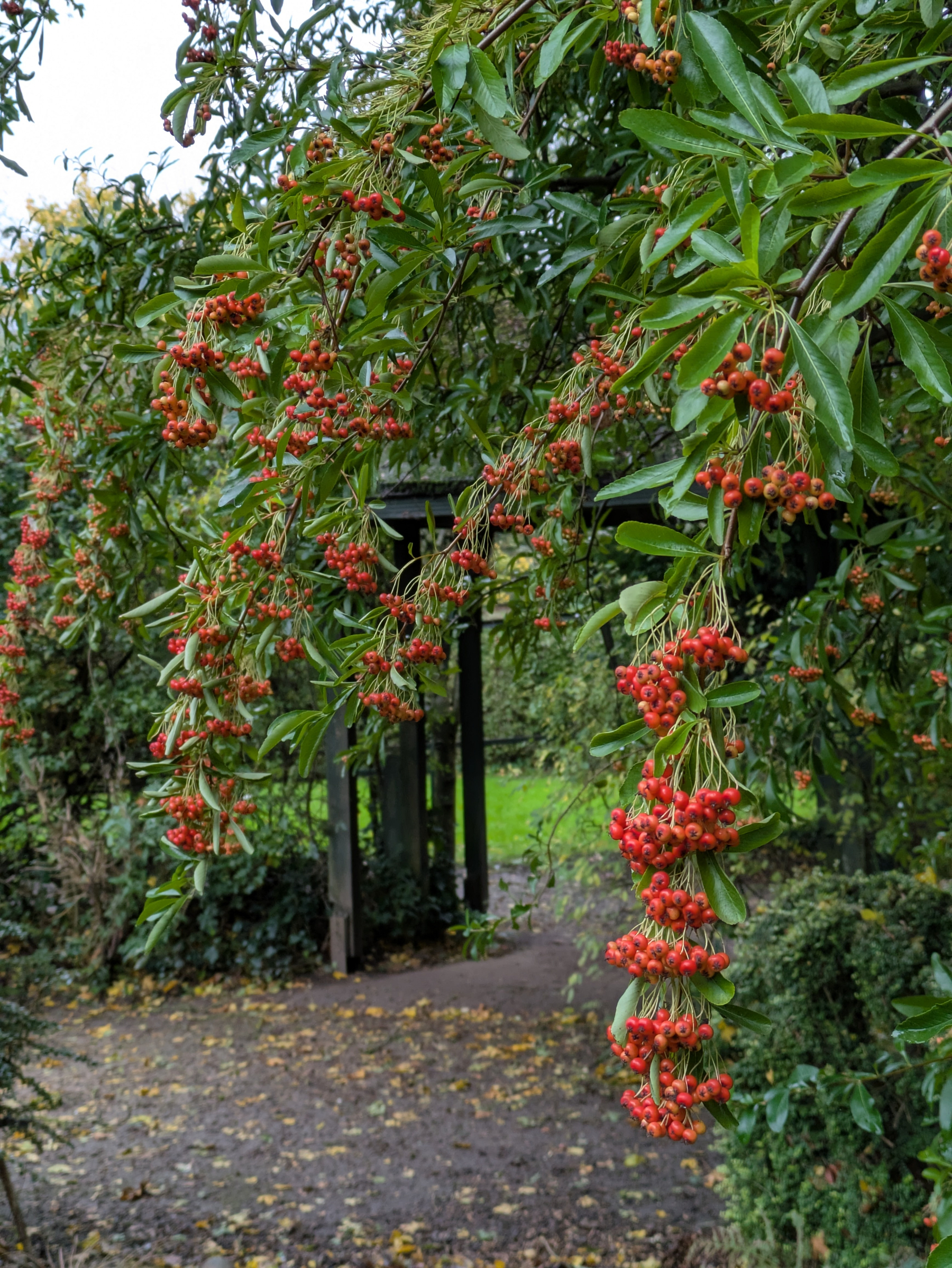 Branches with clusters of small red berries hang down over a path leading to a wooden archway in a green, leafy garden.