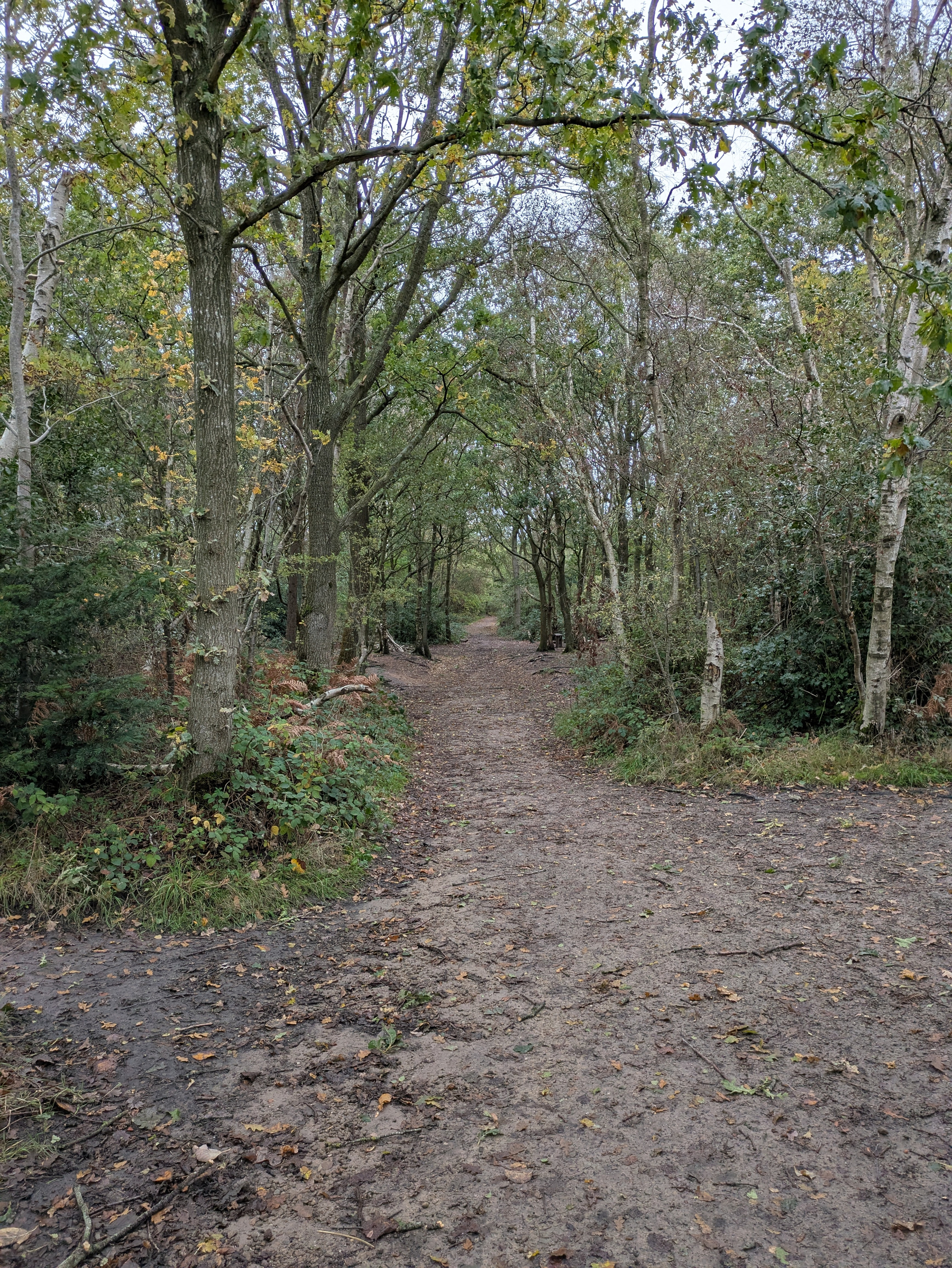 A dirt path runs through a dense forest with trees and greenery on both sides under an overcast sky.