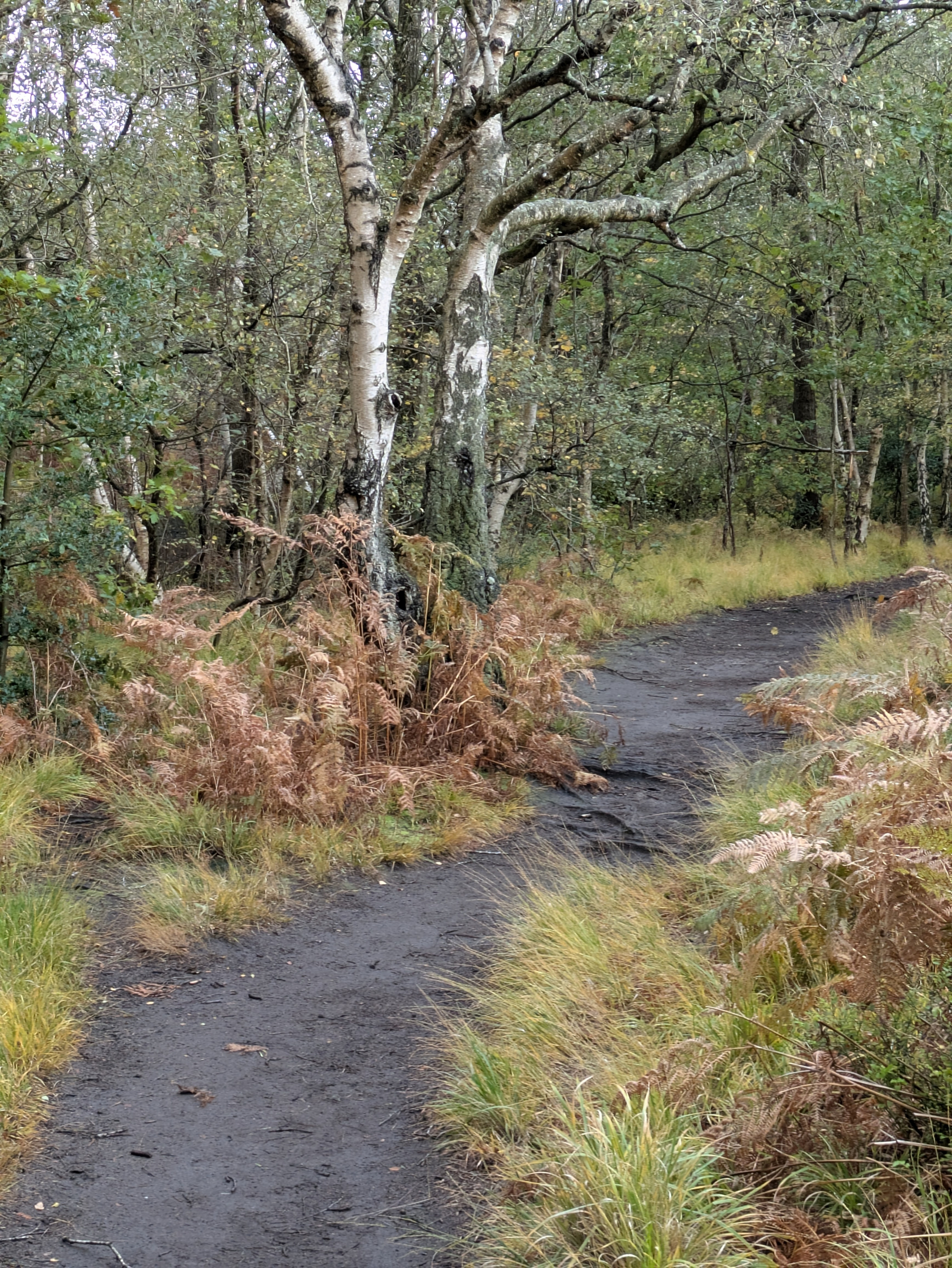 A narrow dirt path winds through a forested area with birch trees and dry ferns.