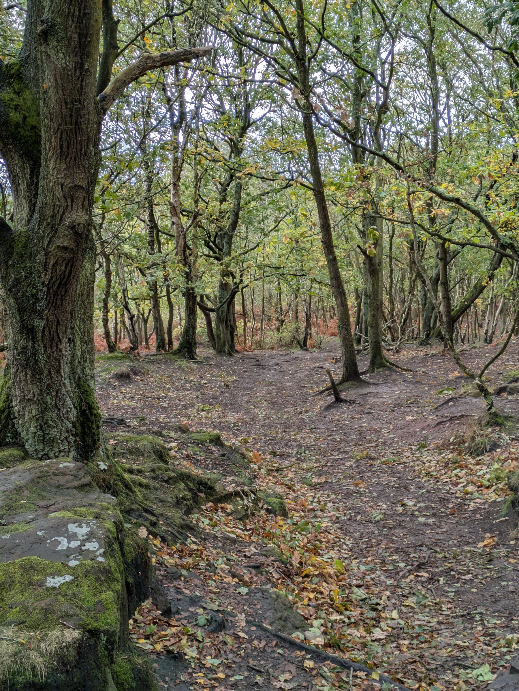 A forest path covered with fallen leaves winds through trees with green and yellow foliage.