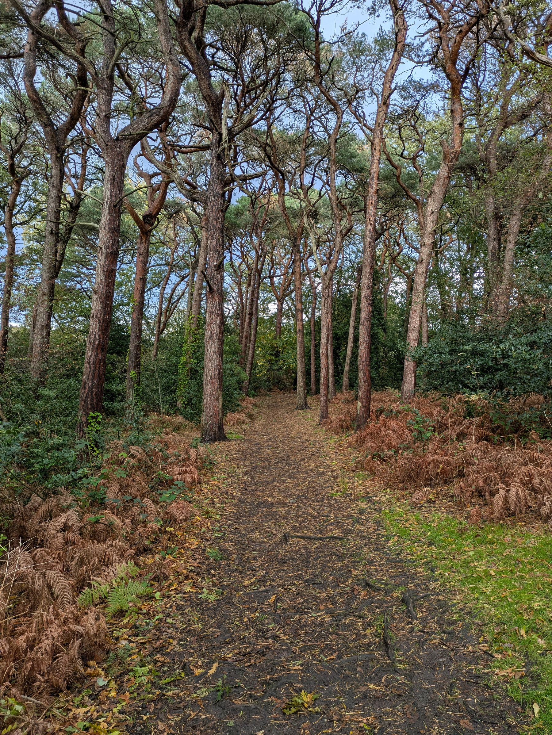 A dirt path winds through a forested area with tall trees and dry brown ferns on either side.